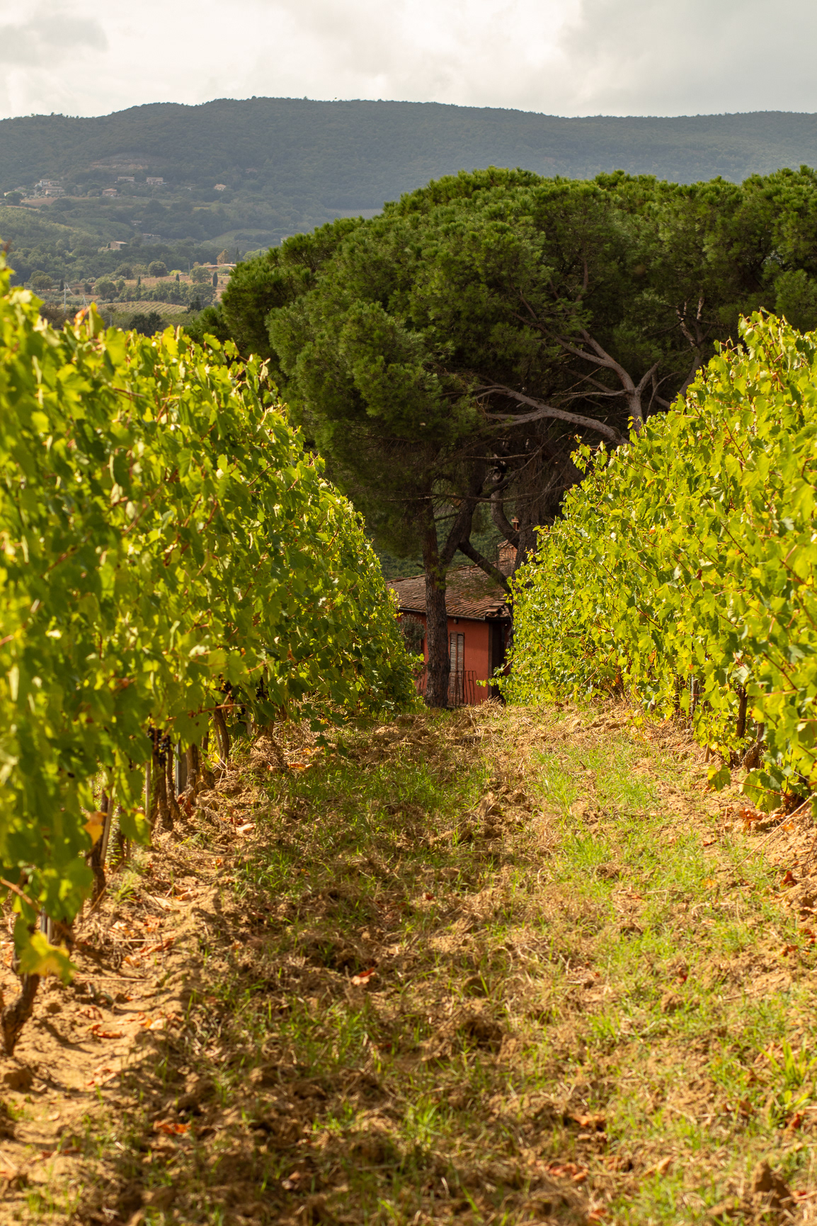 Vines
