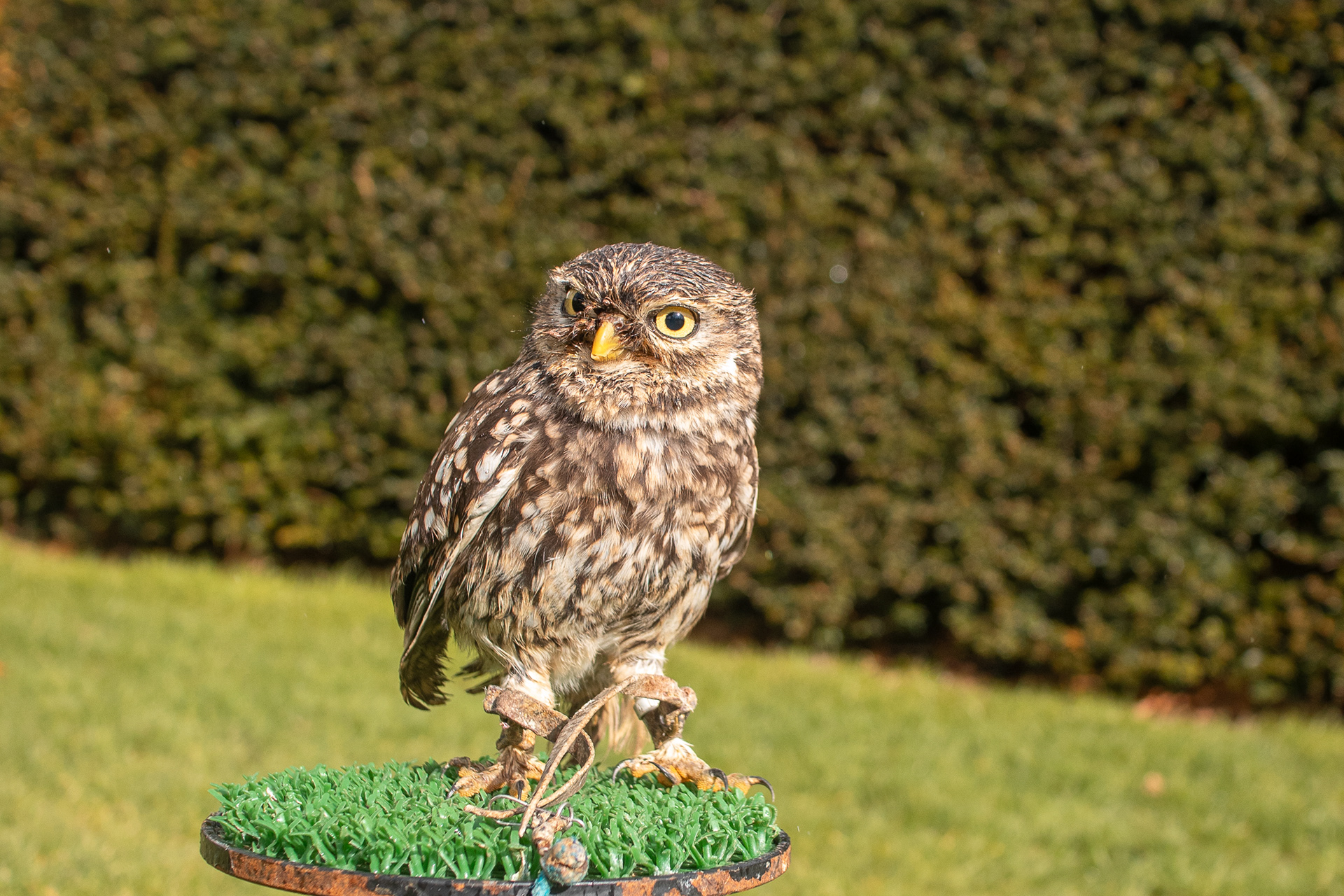 A Little Owl