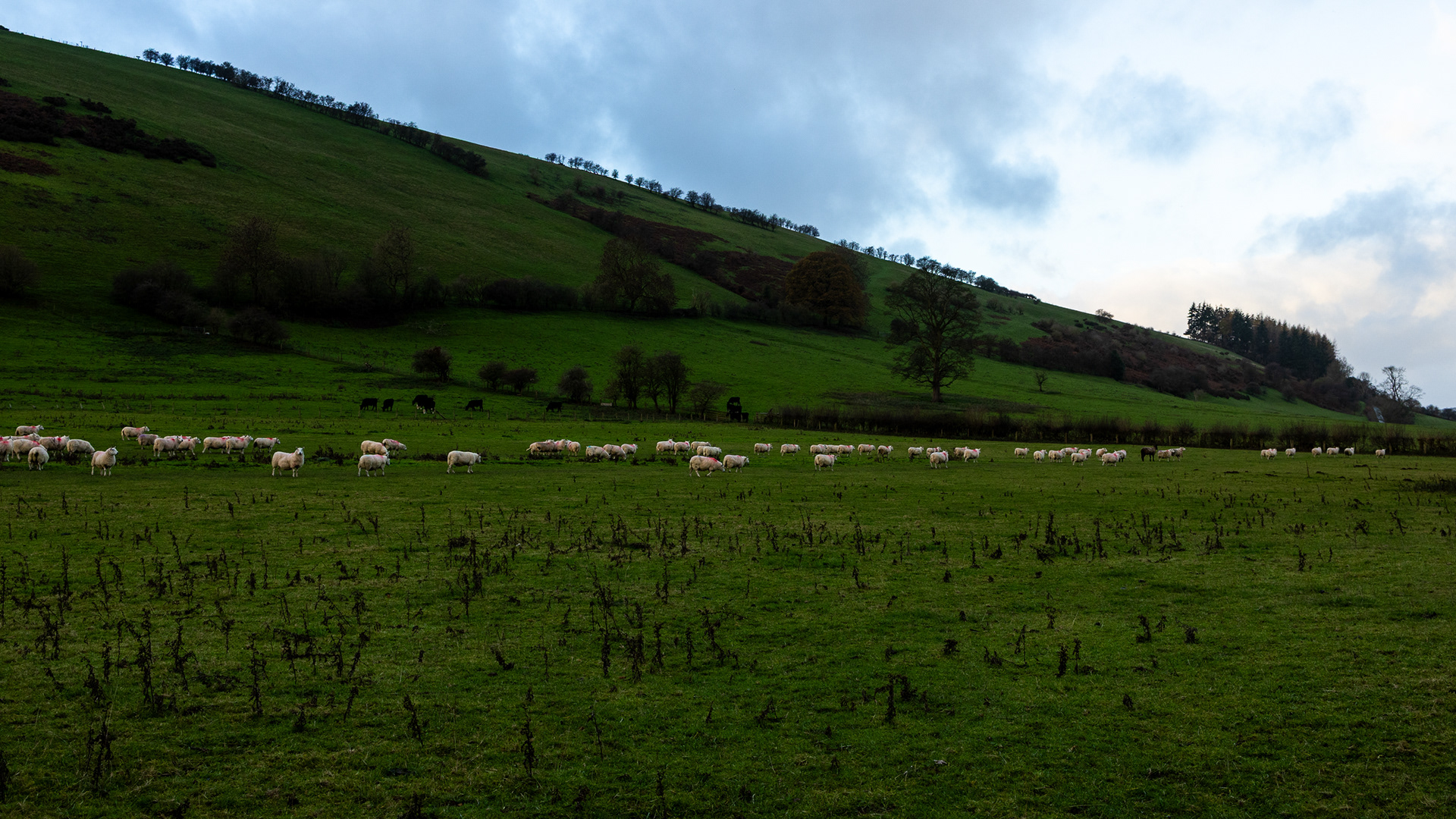 Morning commute in Redlake Valley! 