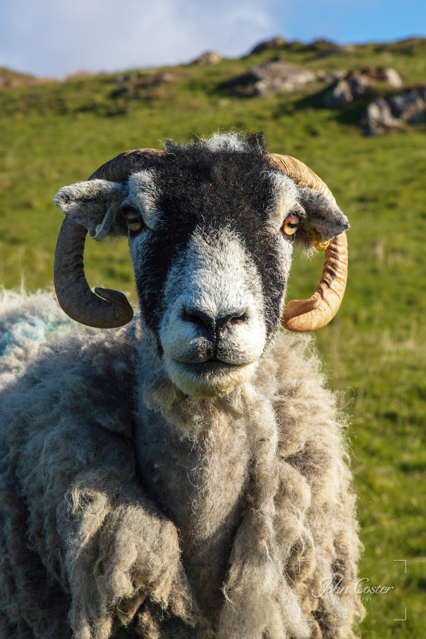 Unprocessed Harris Tweed!