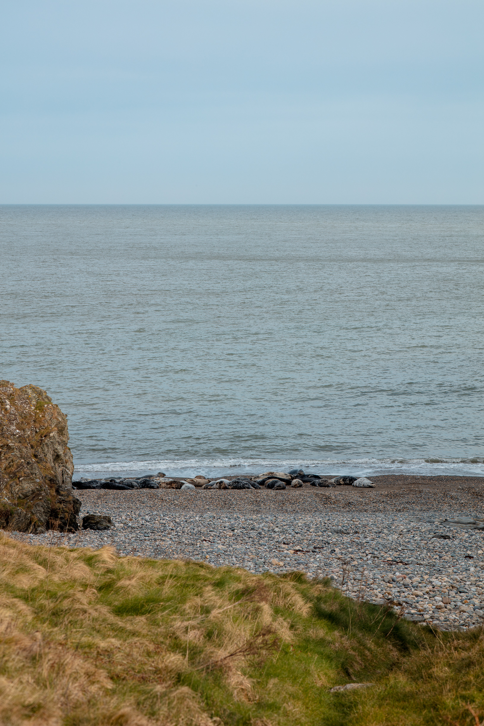 A local seal colony