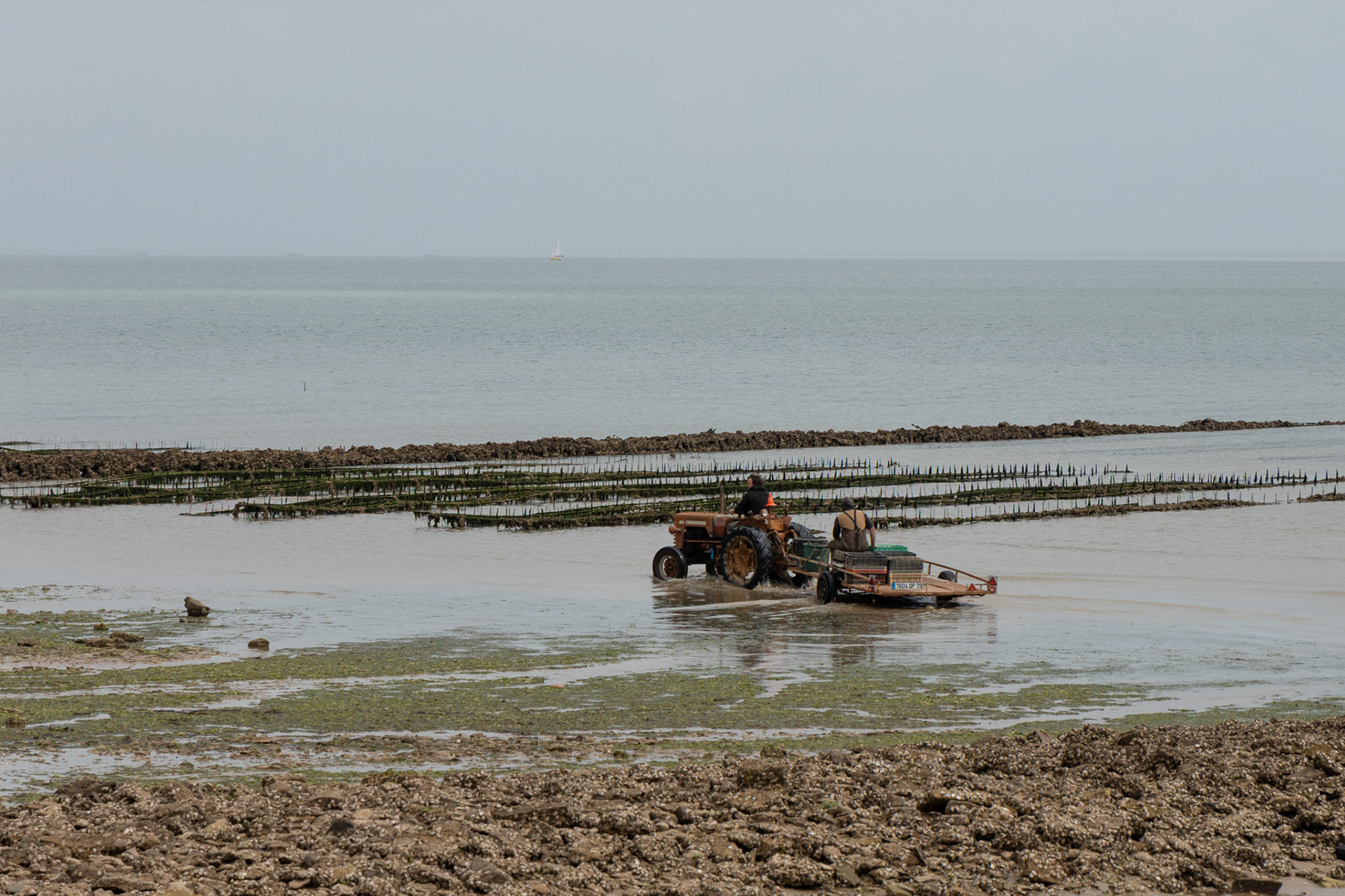 Oyster farmers going to work