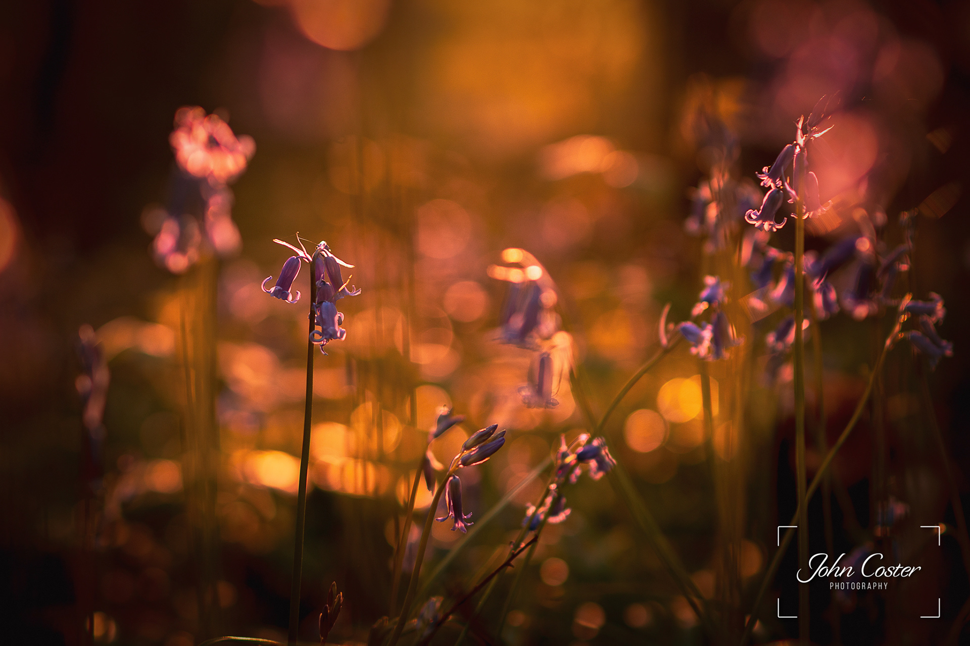 Bluebells at sunset
