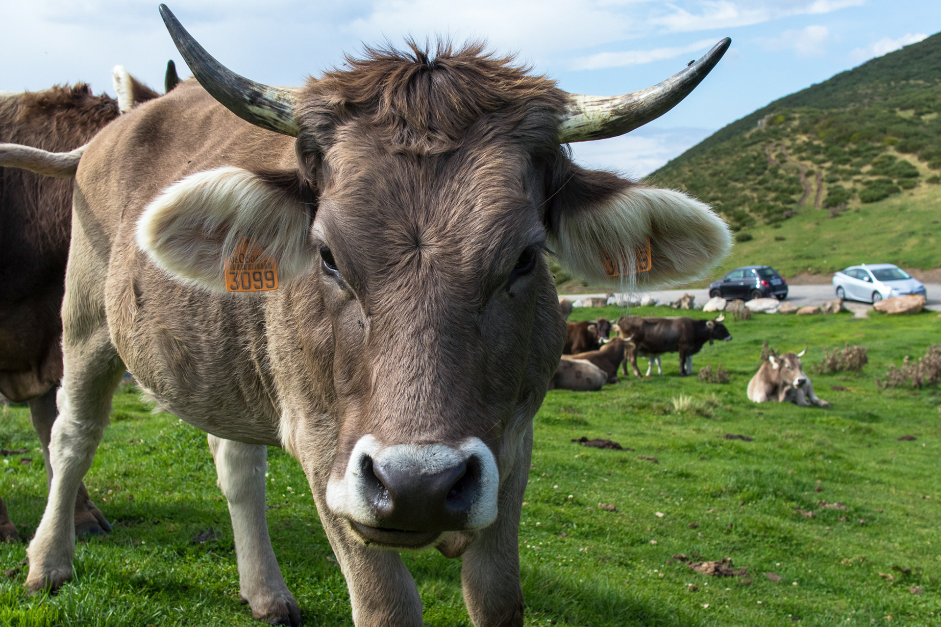 Alpine Cattle are curious and friendly, I hope!