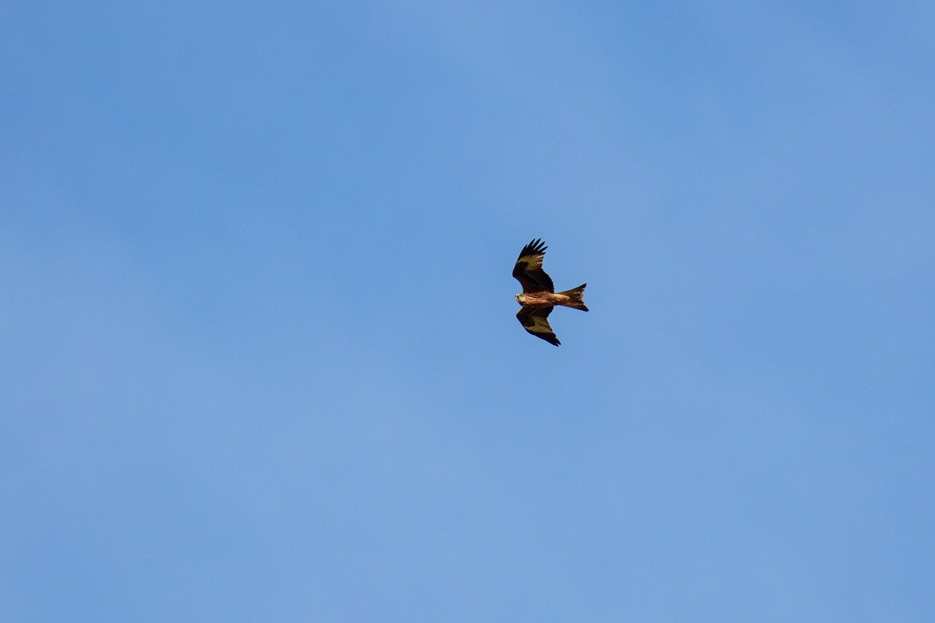 Not sure who's watching who here!! 