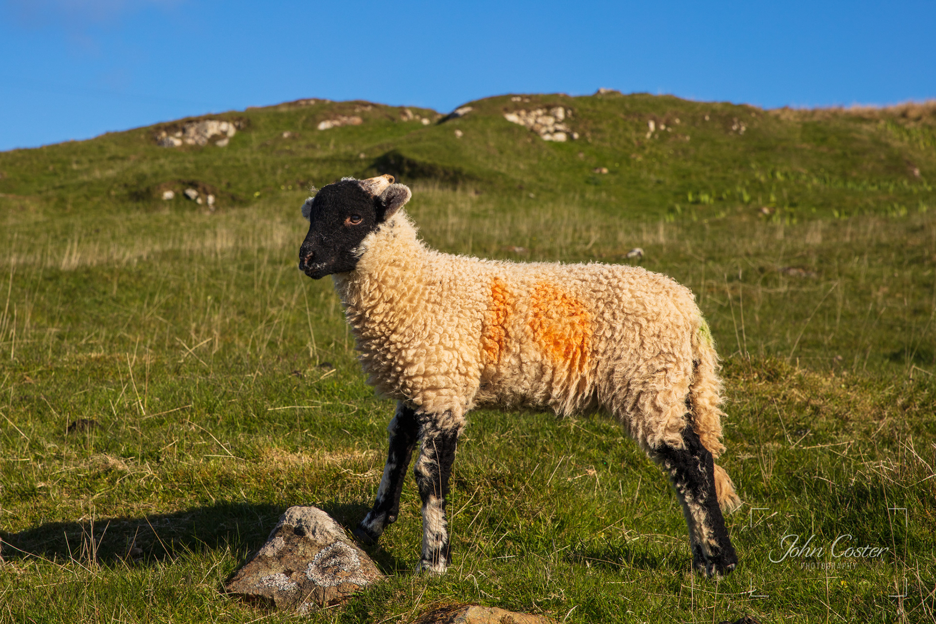Harris lamb!