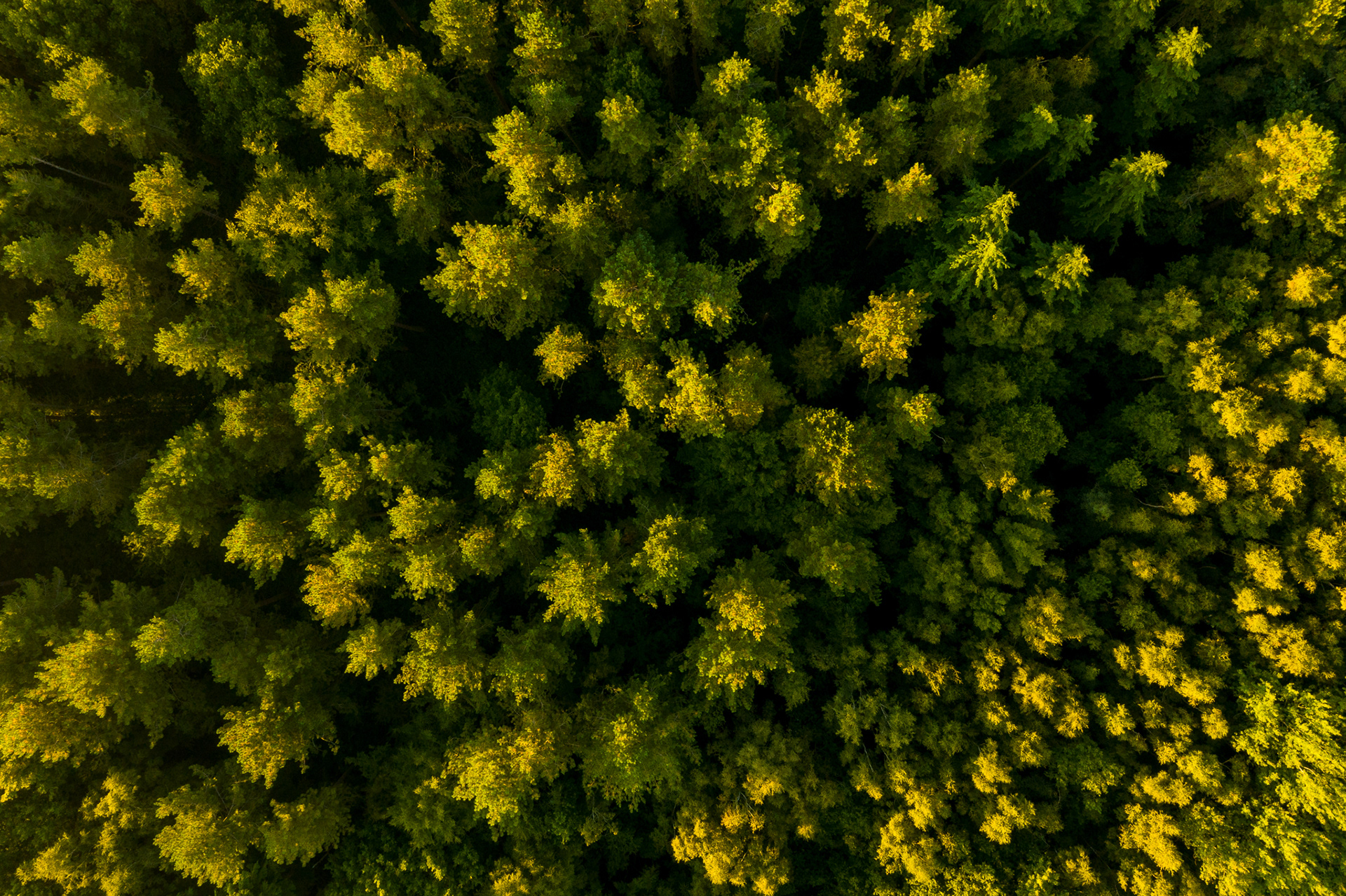 Trees!