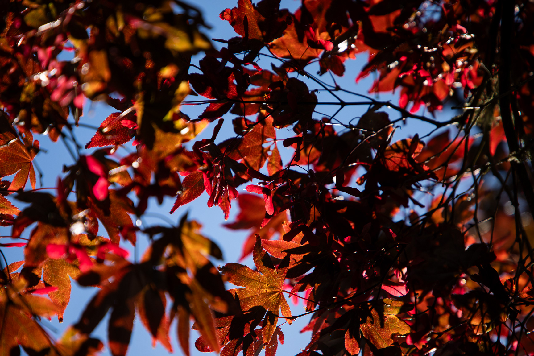 Lovely Acer Tree