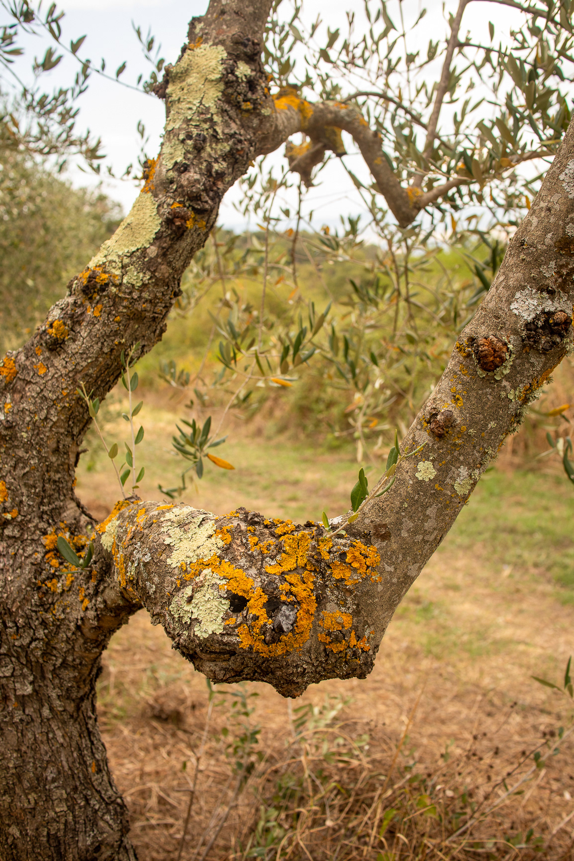 surrounded by olive trees...