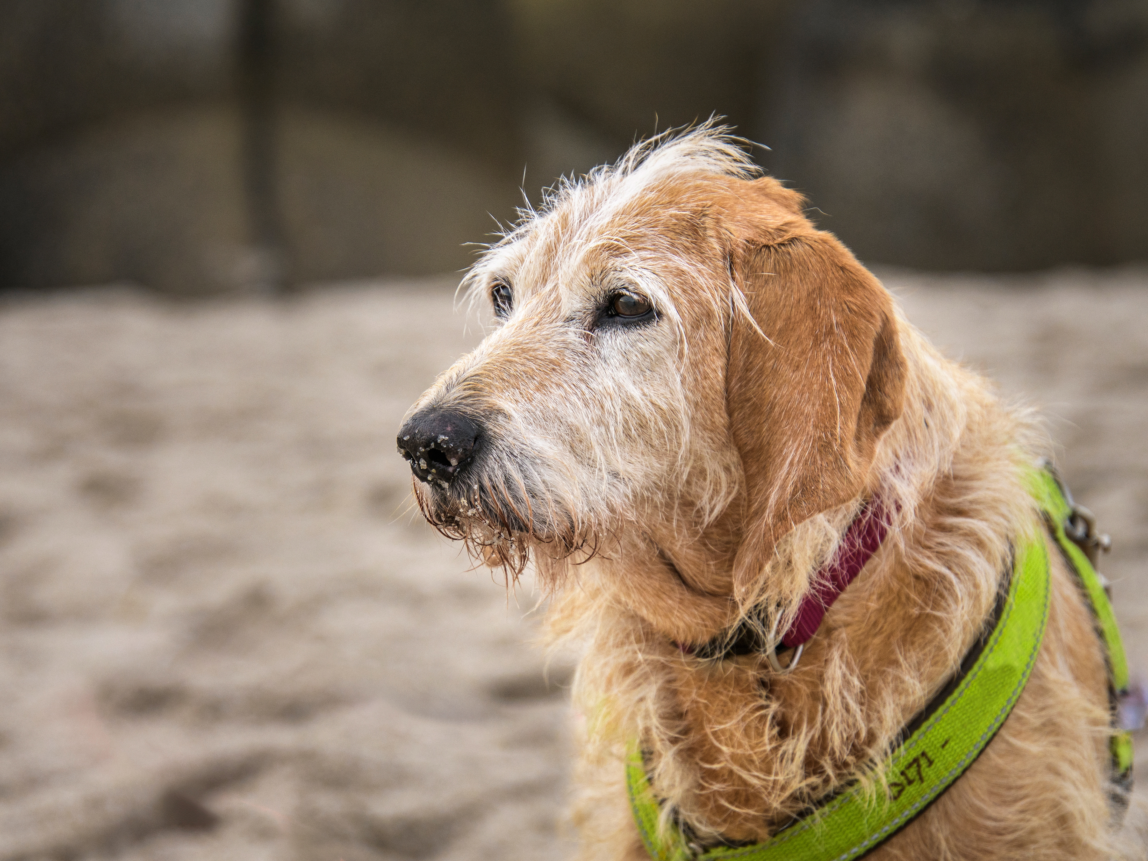Mila, die Strandfee