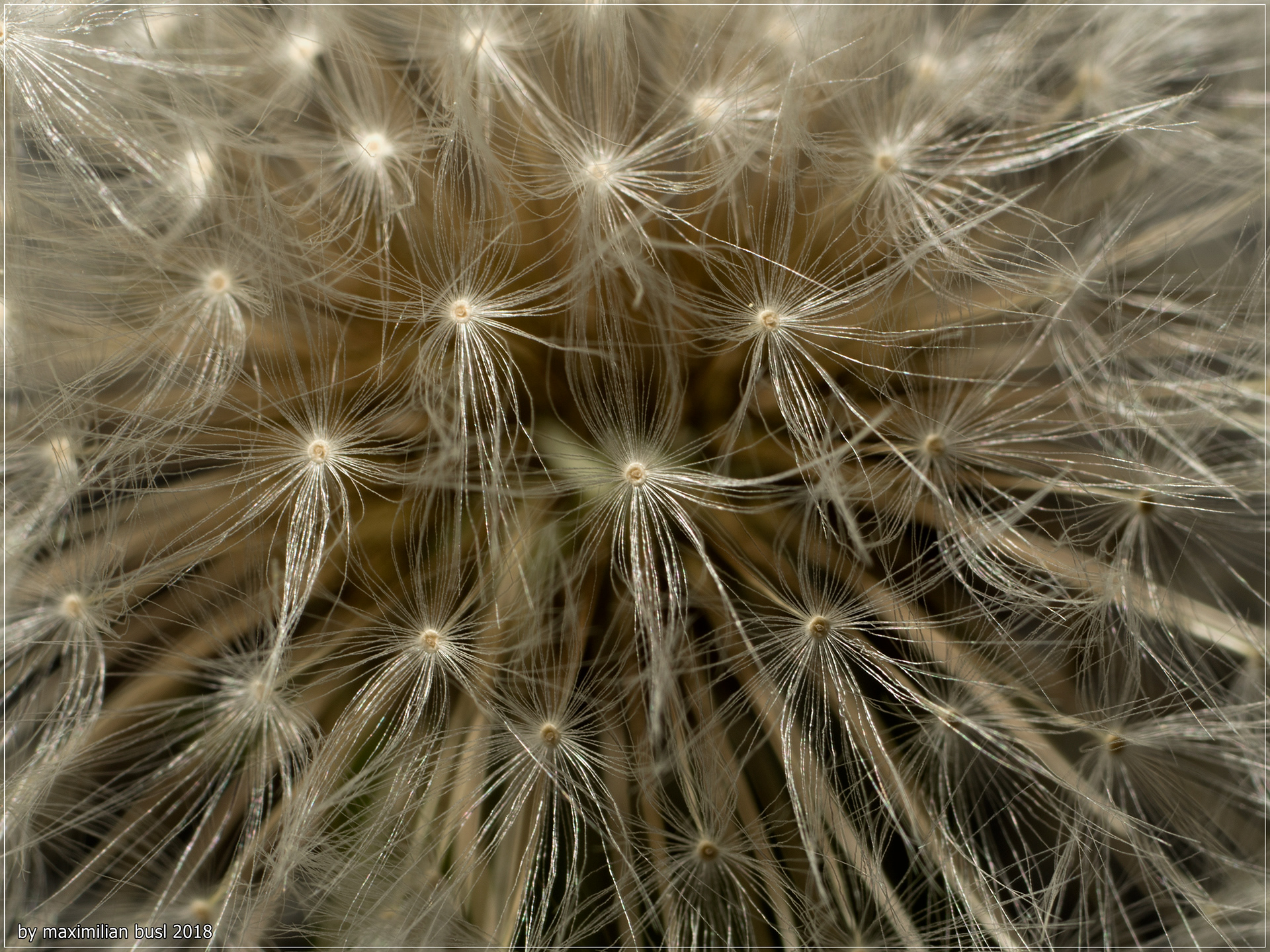 Carl Zeiss CF 4/120 Makro-Planar (with extension tubes)