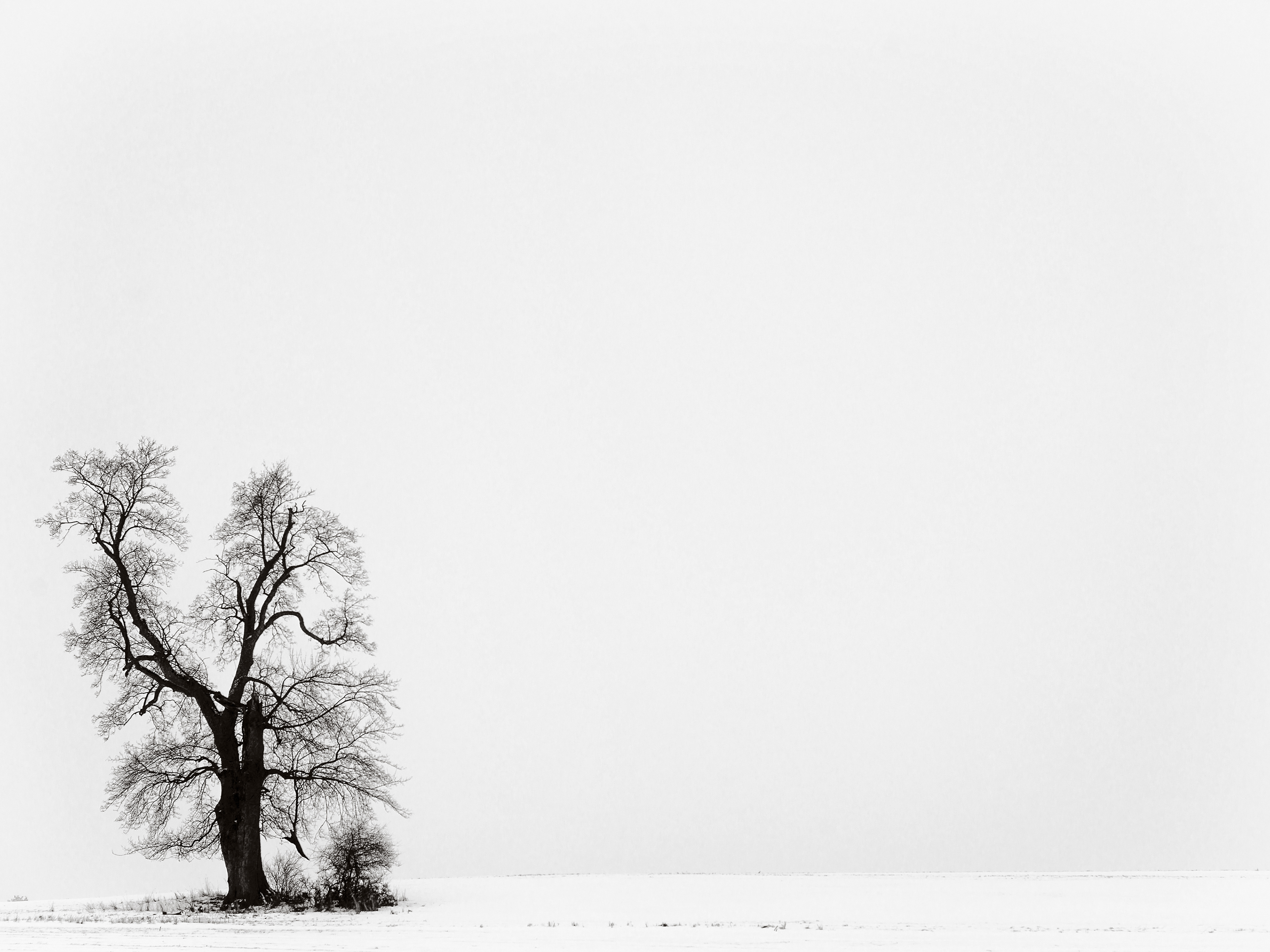 Carl Zeiss CF 4/120 Makro-Planar