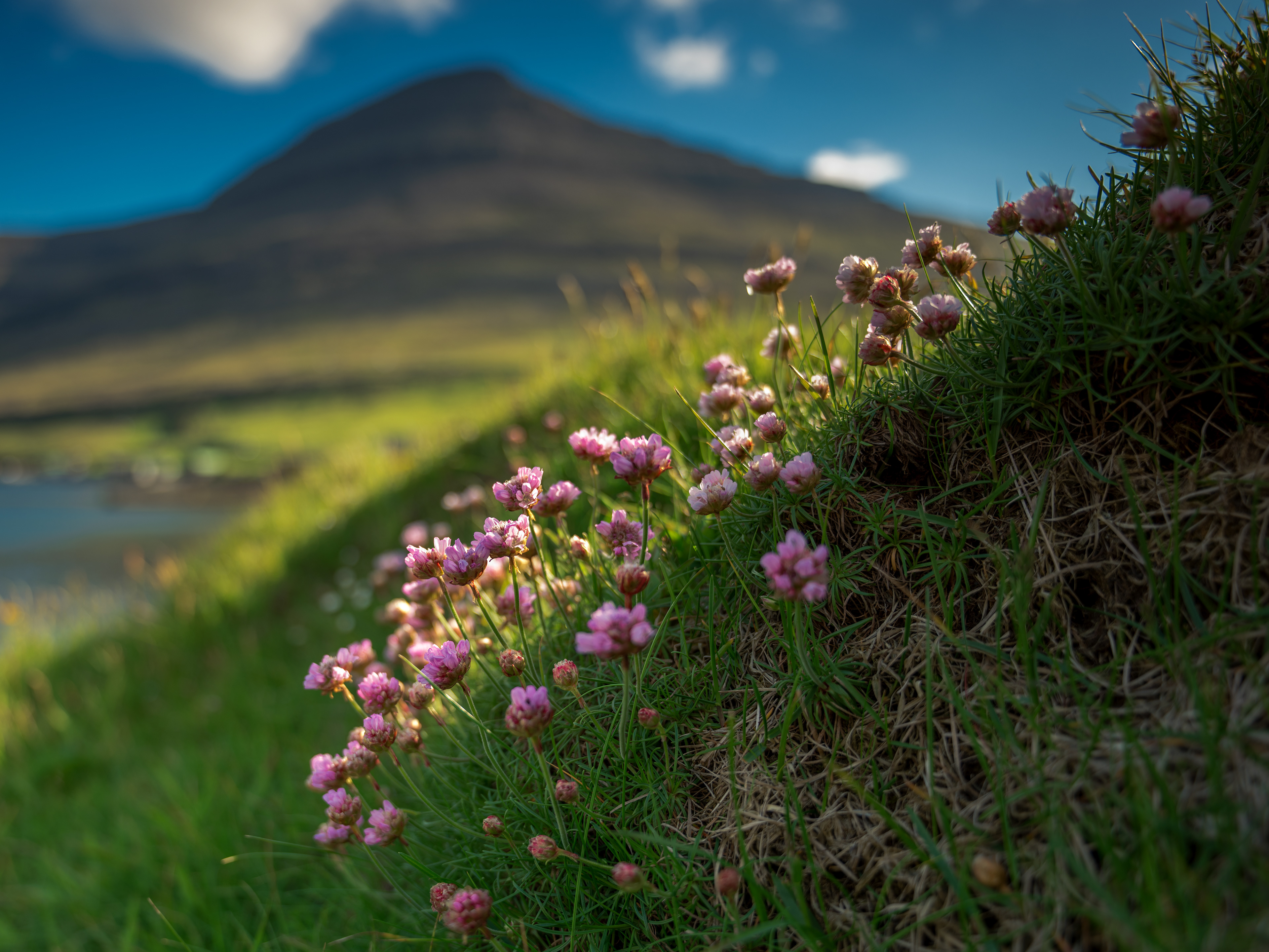 Sea Pink near Klaksvik