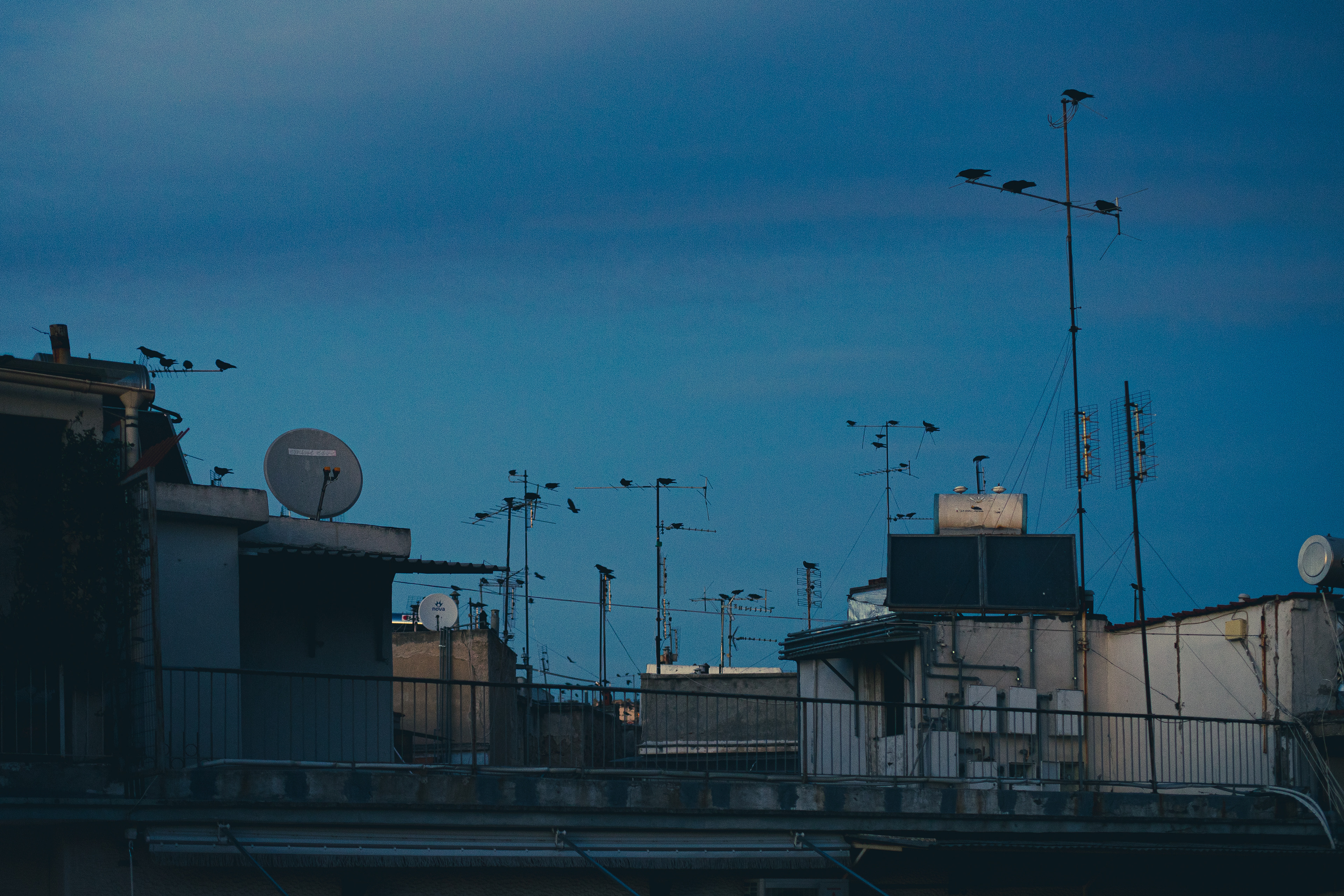 Birds resting on rooftops, Thessaloniki