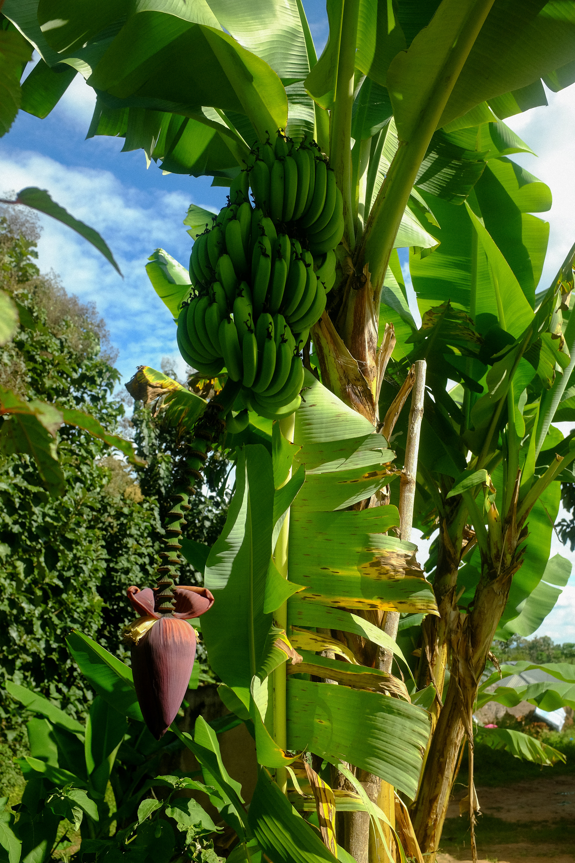 Arua, Uganda, 2023.