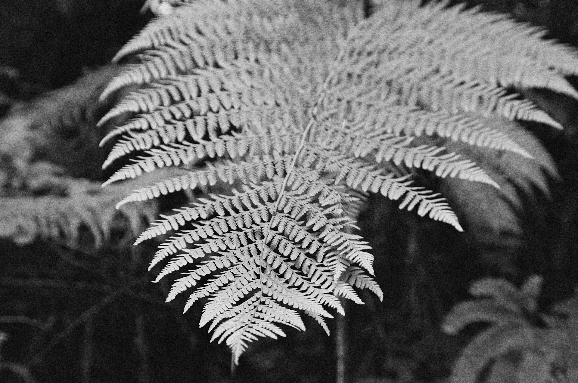 Fern