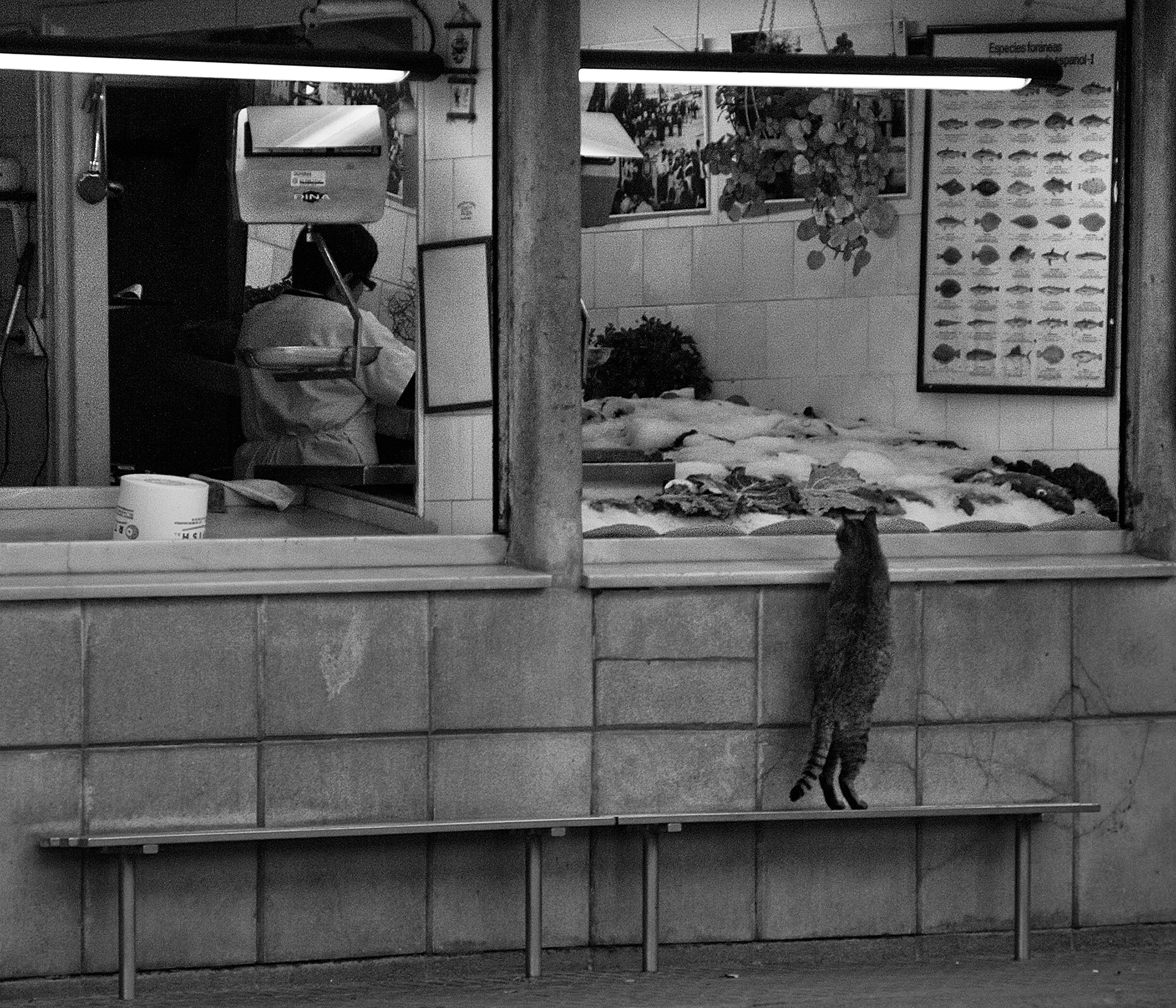 Argentona, Catalonia, Spain