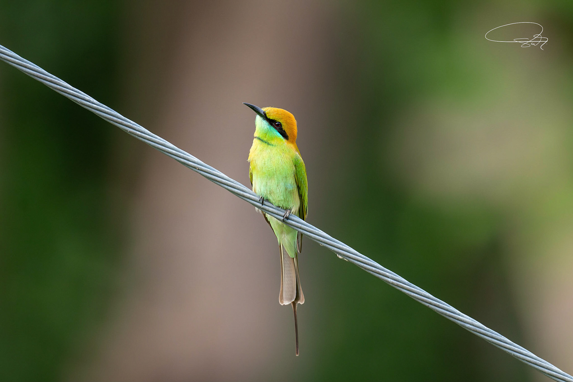 Bronzescheitel-Smaragdspint (Asian green Bea-eater)