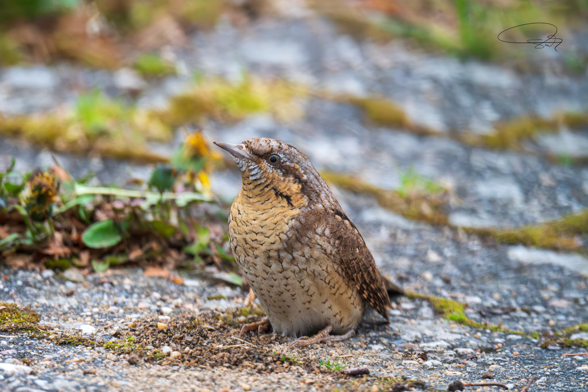 Wendehals (Eurasian Wryneck)