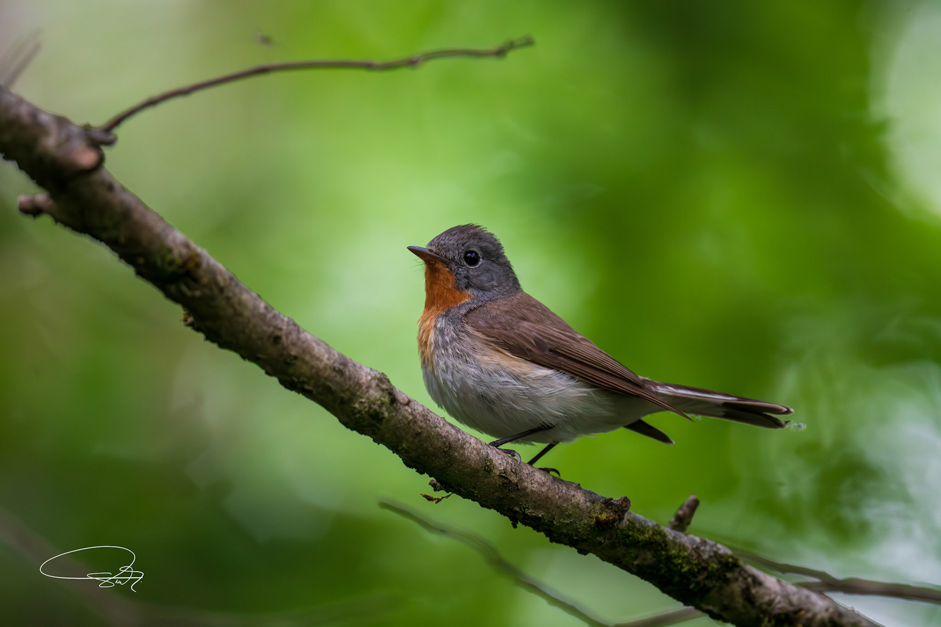 Zwergschnäpper (Red-breasted Flycatcher)