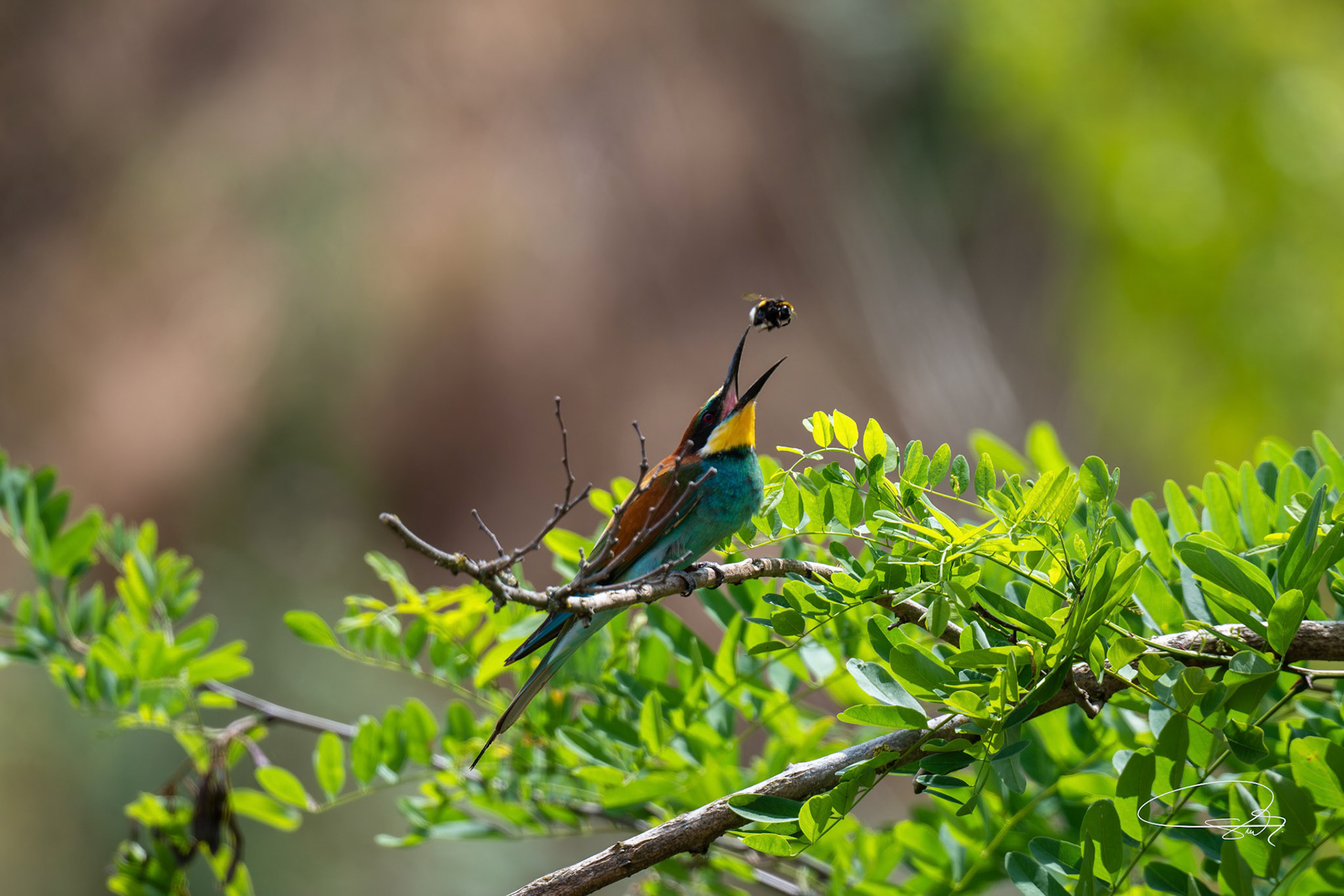 Bienenfresser (European Bee-eater)