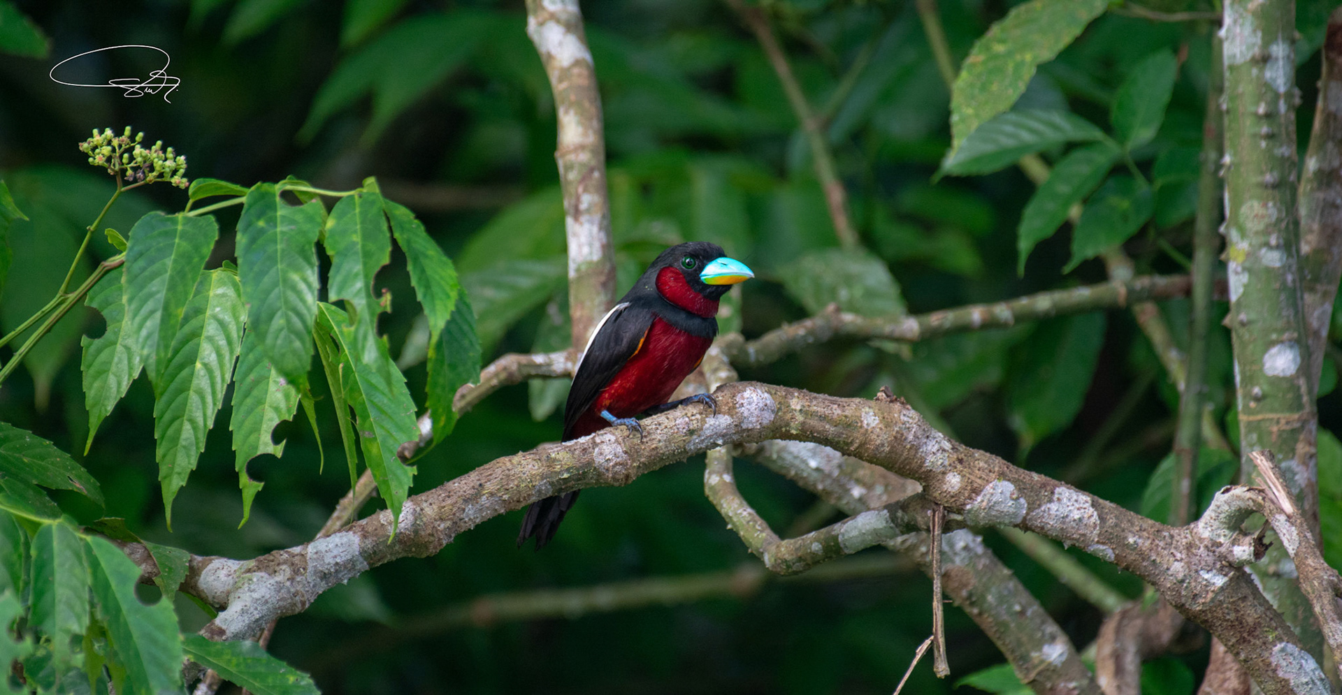 Schwarz-roter Breitschnabel (Black-and-red Broadbill)
