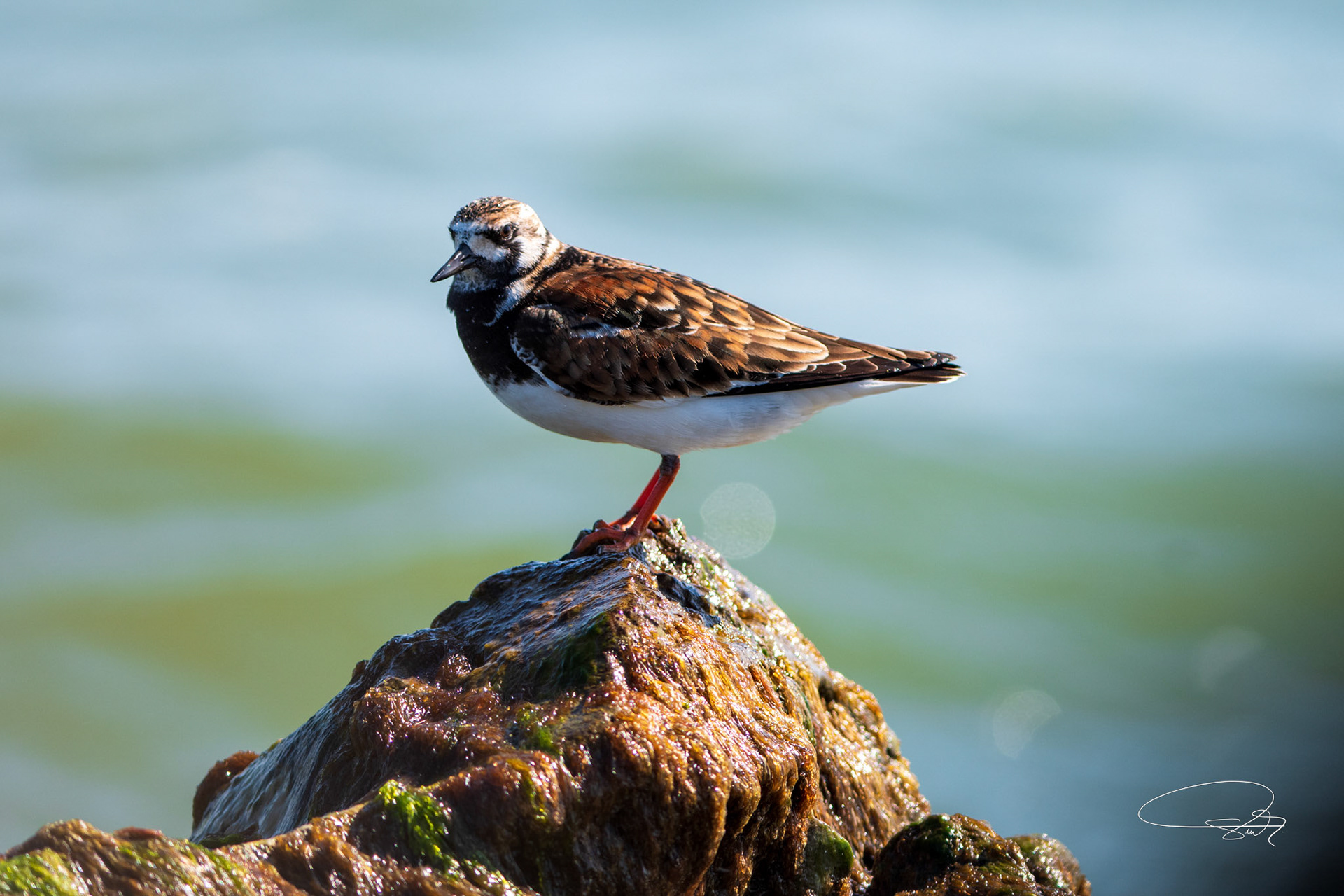 Steinwälzer (Turnstone)
