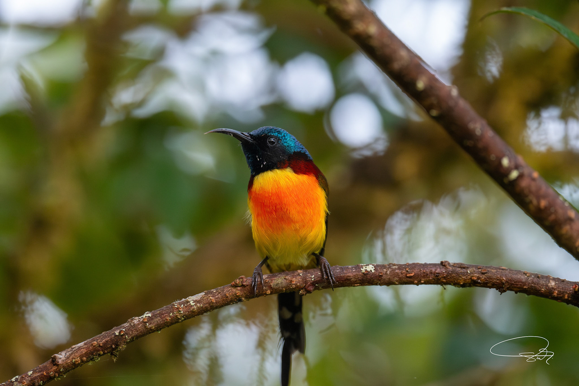 Grünschwanz-Nektarvogel (Green-tailed Sunbird)