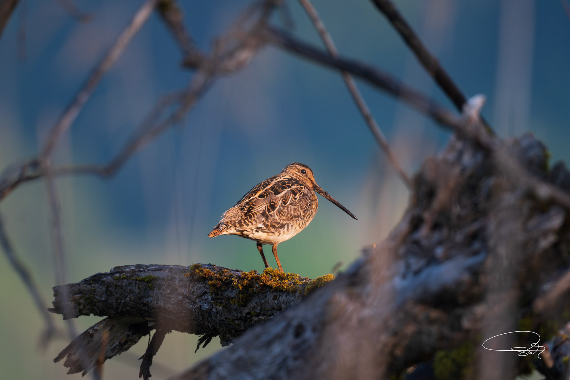 Bekassine (Common Snipe)