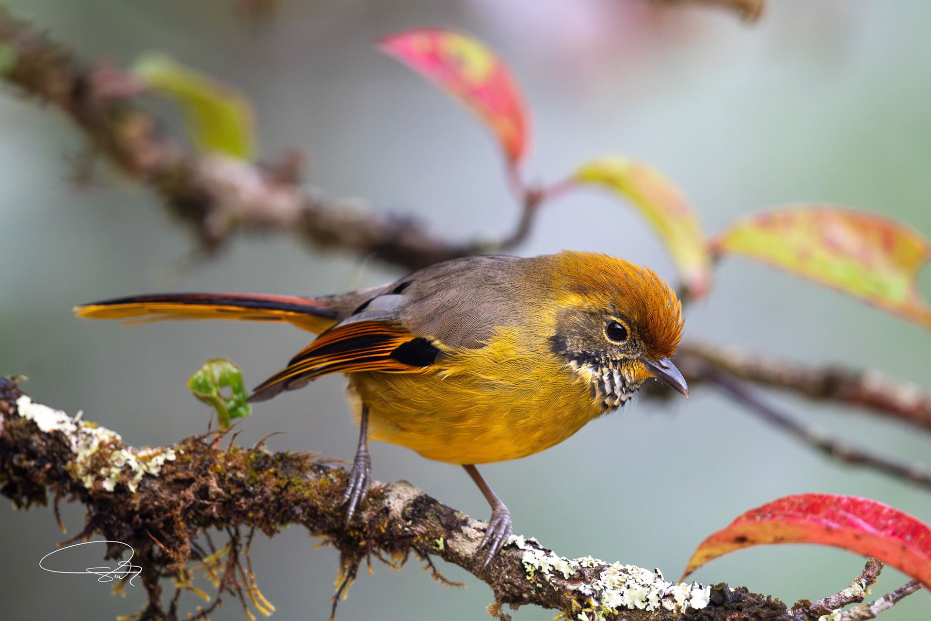 Bändersiva (Chestnut-tailed Minla)