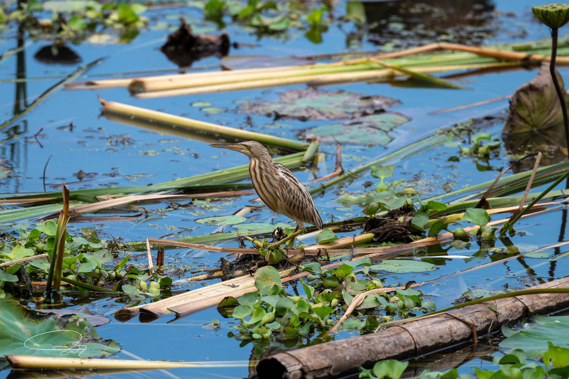 Chinadommel (Yellow Bittern)