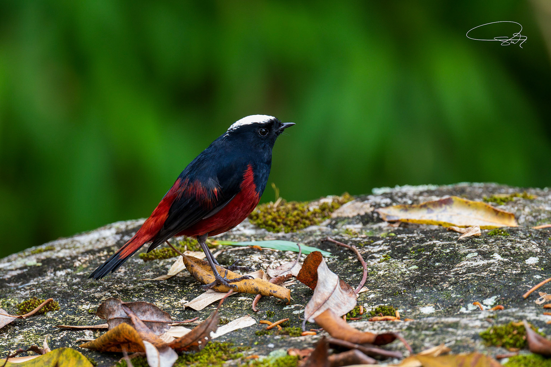 Weißscheitel-Rotschwanz (White-capped Redstart)