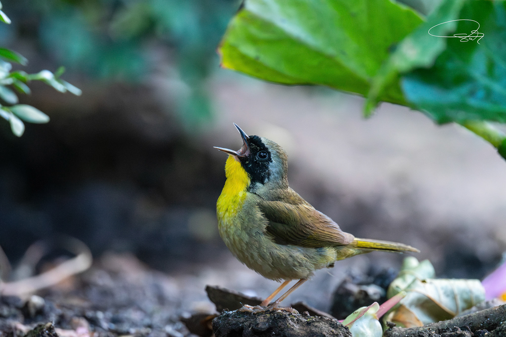 Weidengelbkehlchen (Common Yellowthroat)