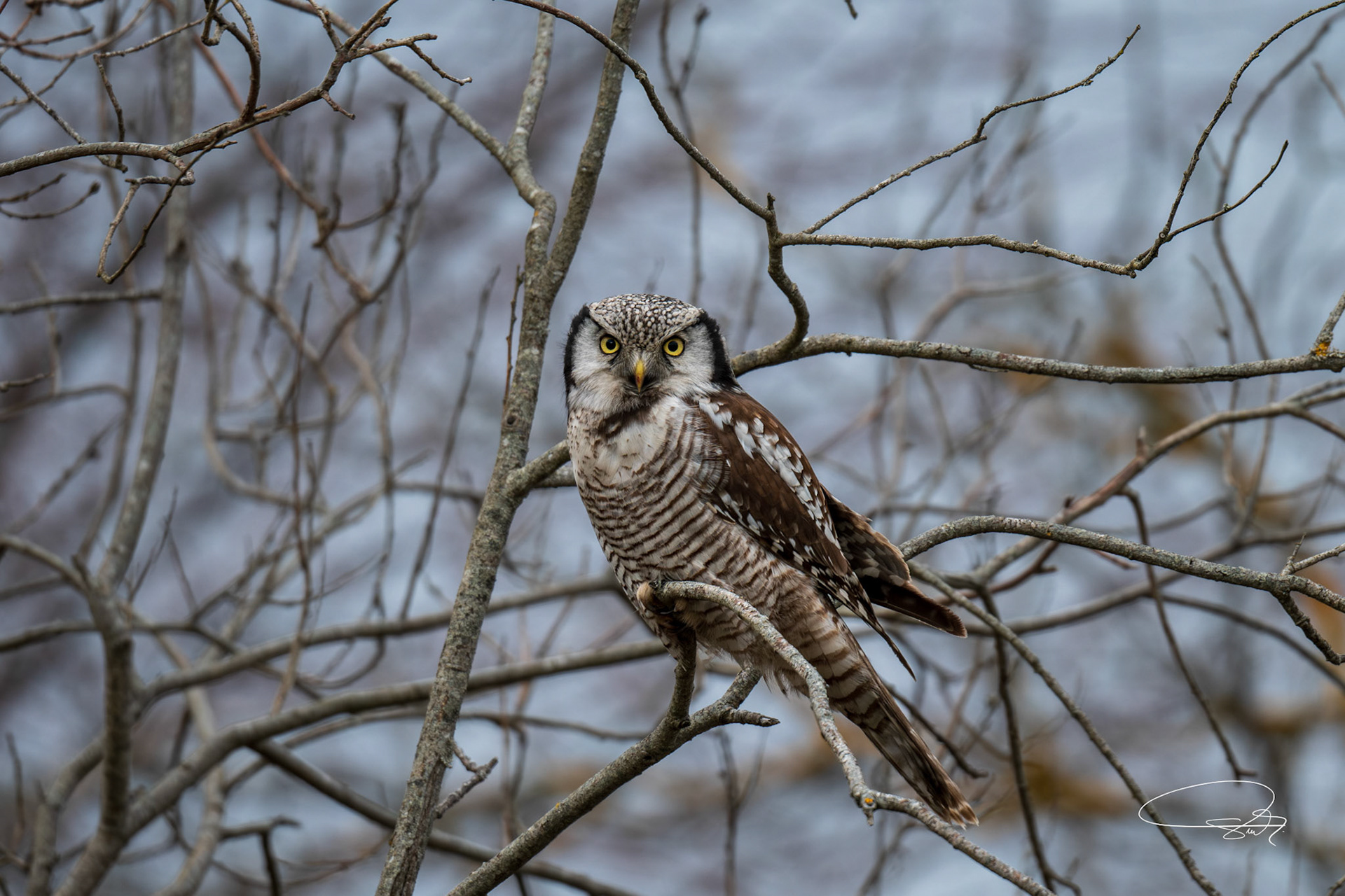 Sperbereule (Northern Hawk-Owl)