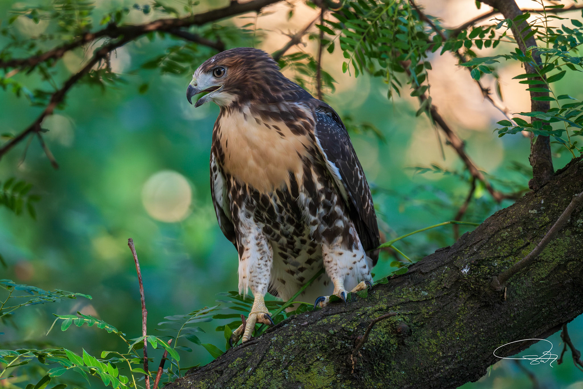 Rotschwanzbussard (Red-tailed Hawk)
