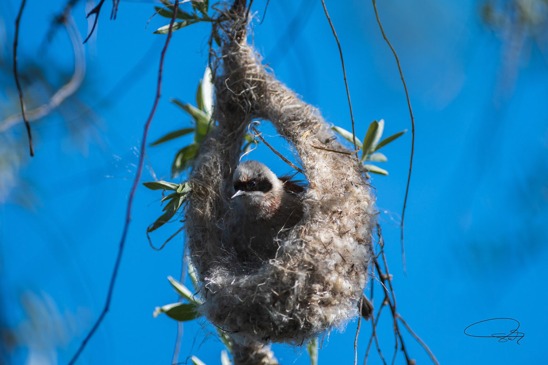 Beutelmeise (Eurasian Penduline Tit)