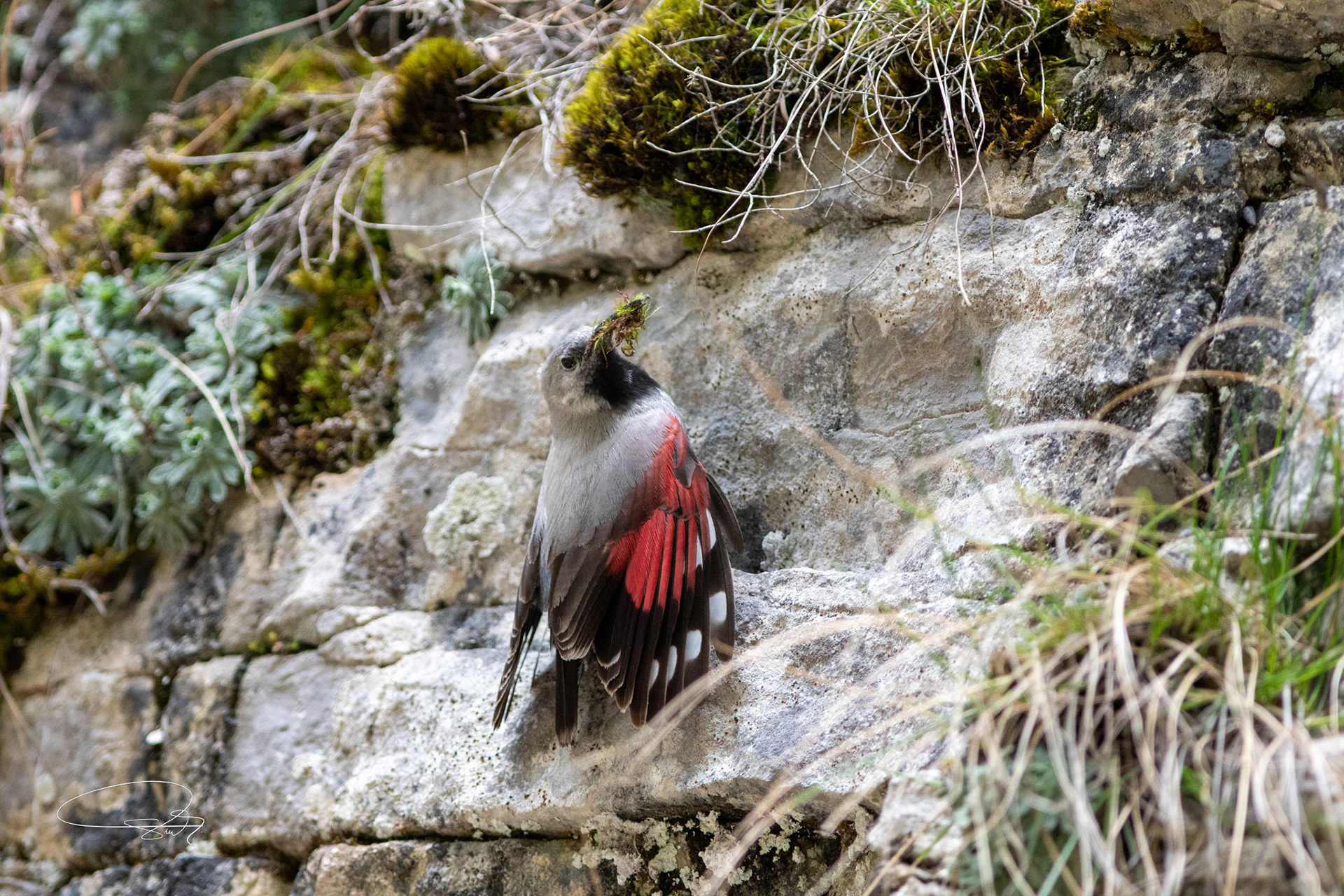 Mauerläufer (Wallcreeper)