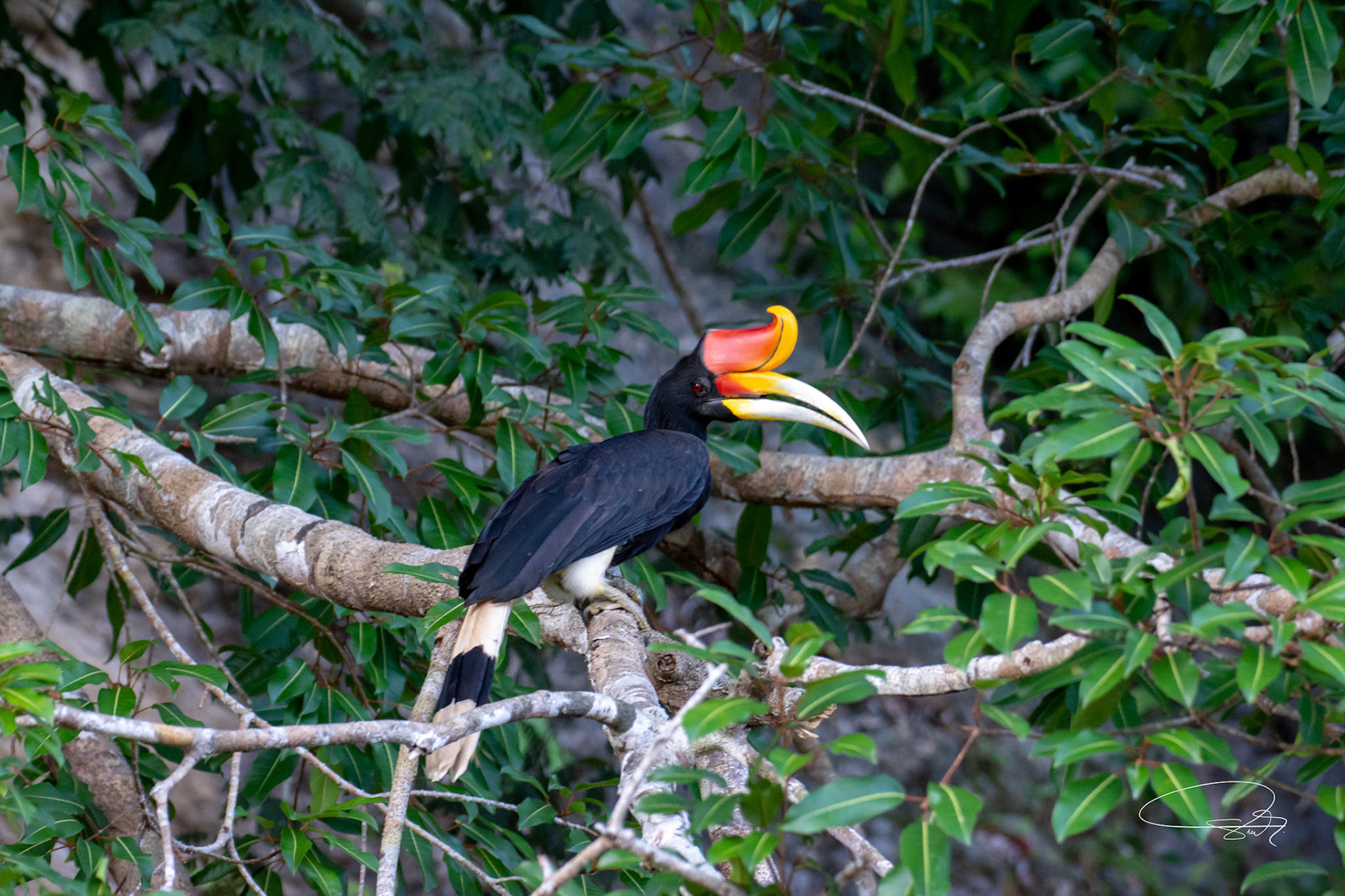 Rhinozerosvogel (Rhinocros Hornbill)
