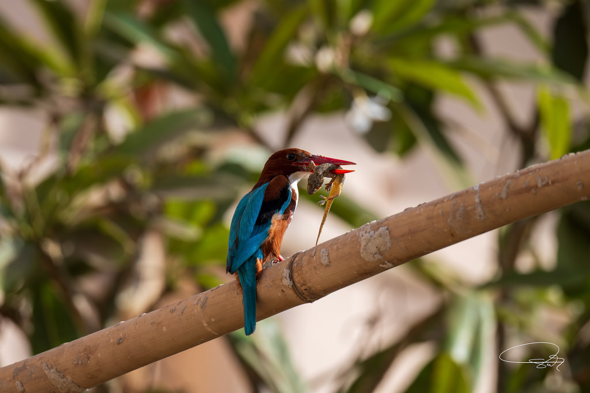Braunliest (White-throated Kingfisher)