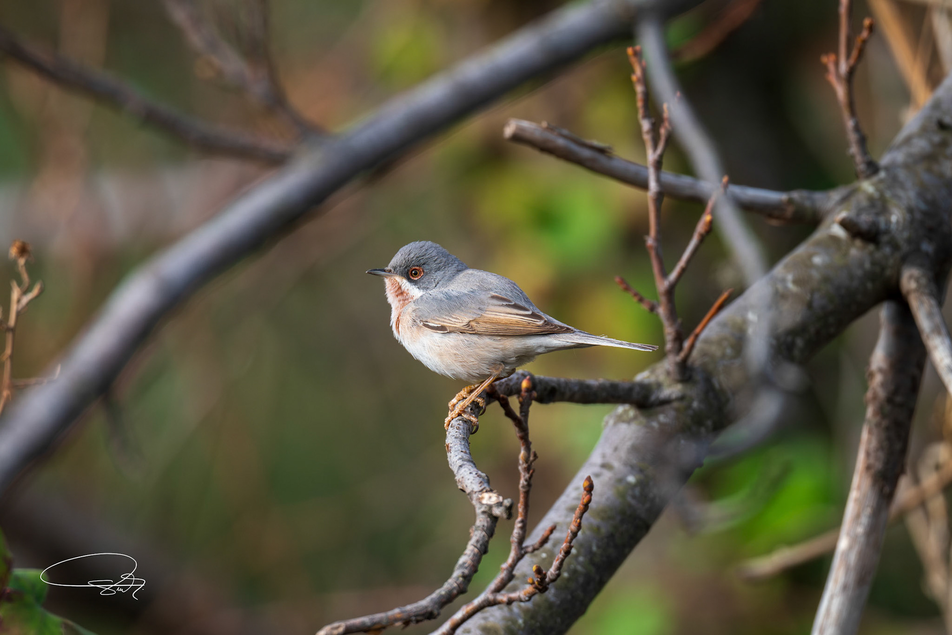 Balkan-Grasmücke (Eastern Subalpine Warbler)