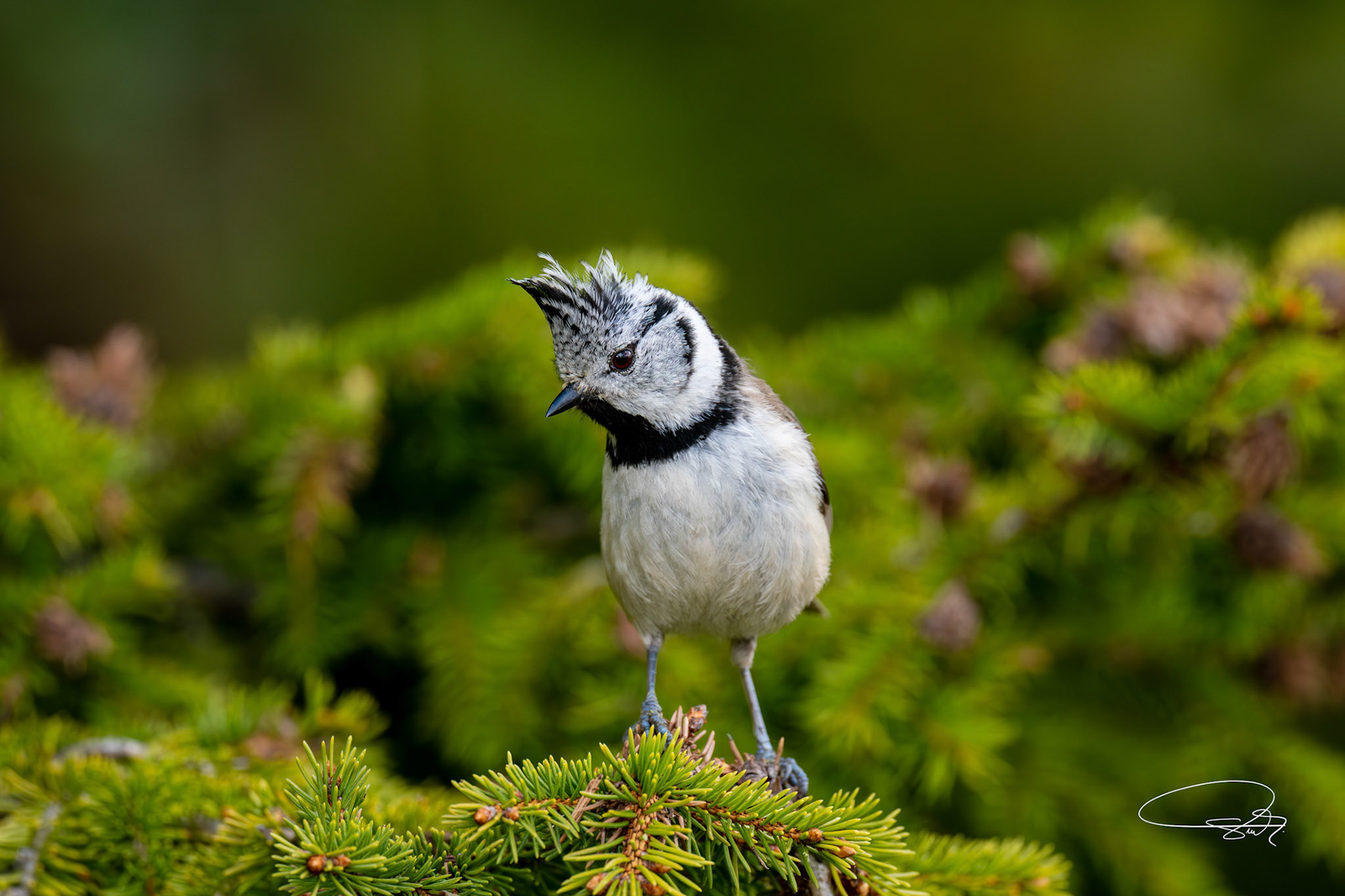 Haubenmeise (Crested Tit)