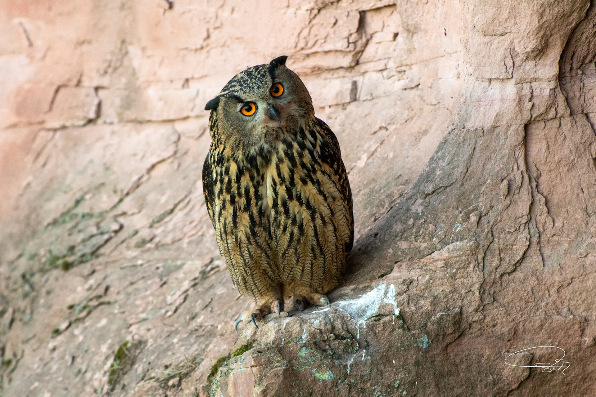 Uhu (Eurasian Eagle-Owl)