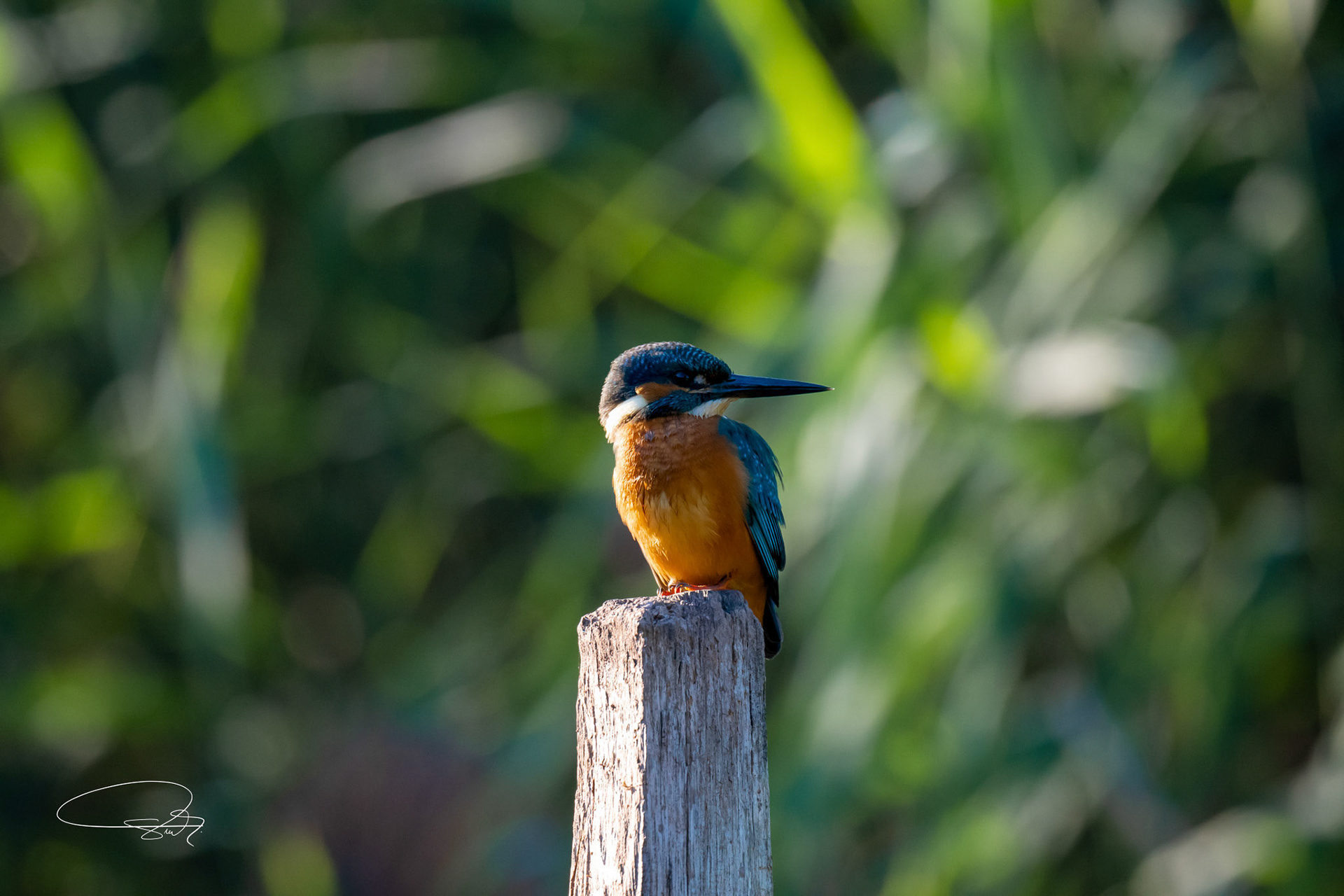 Eisvogel (Common Kingfisher)