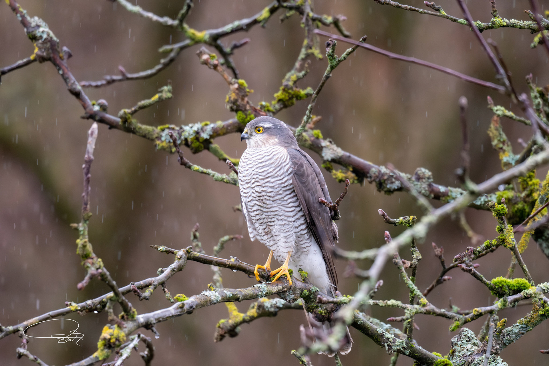 Sperber (Eurasian Sparrowhawk)