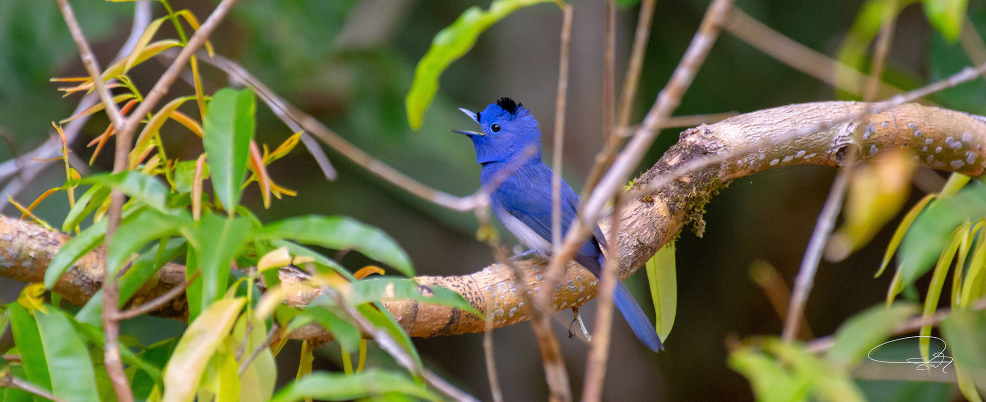 Schwarzgenickschnäpper (Black-naped Monarch)