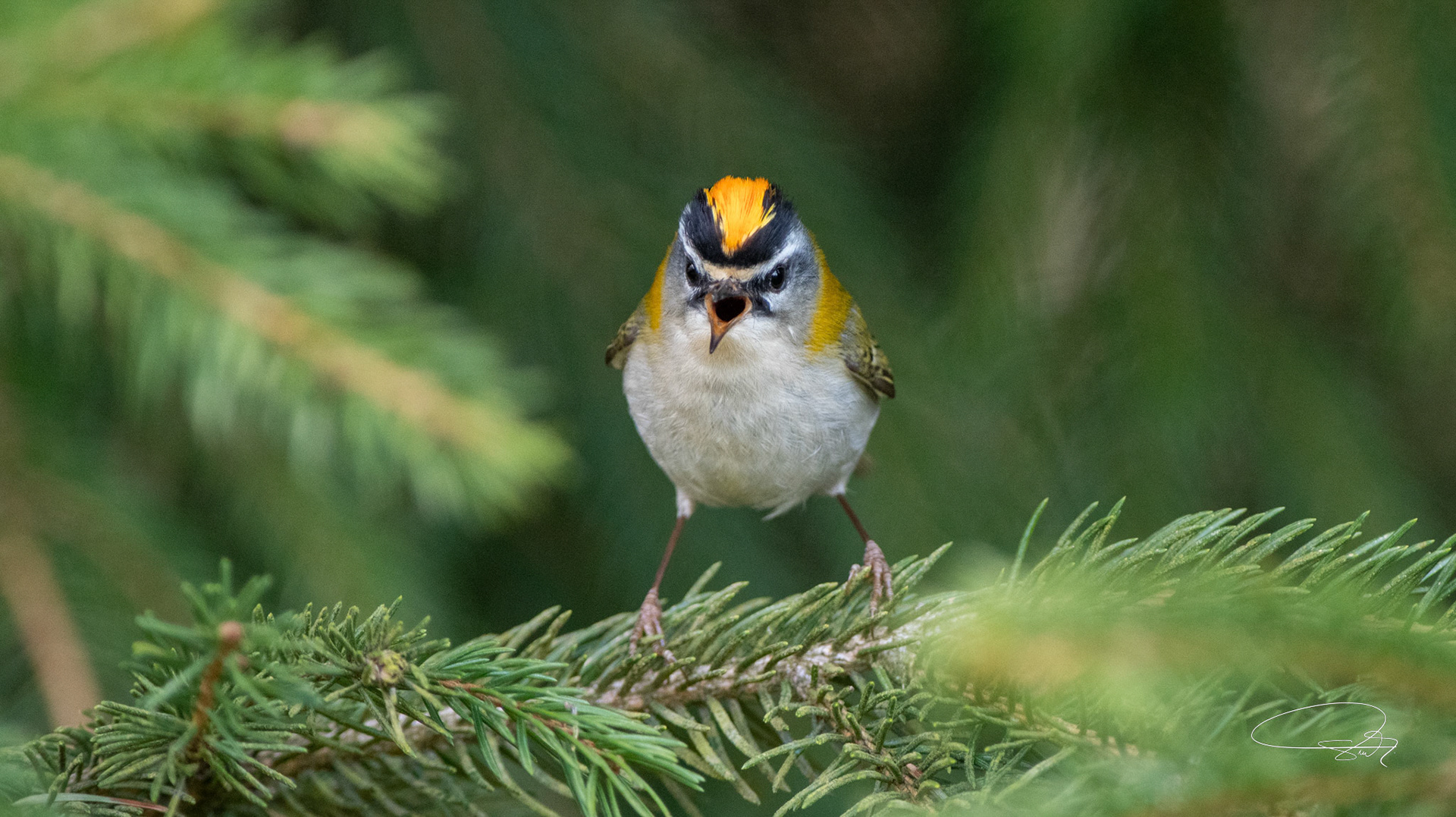 Sommergoldhähnchen (Common Firecrest)