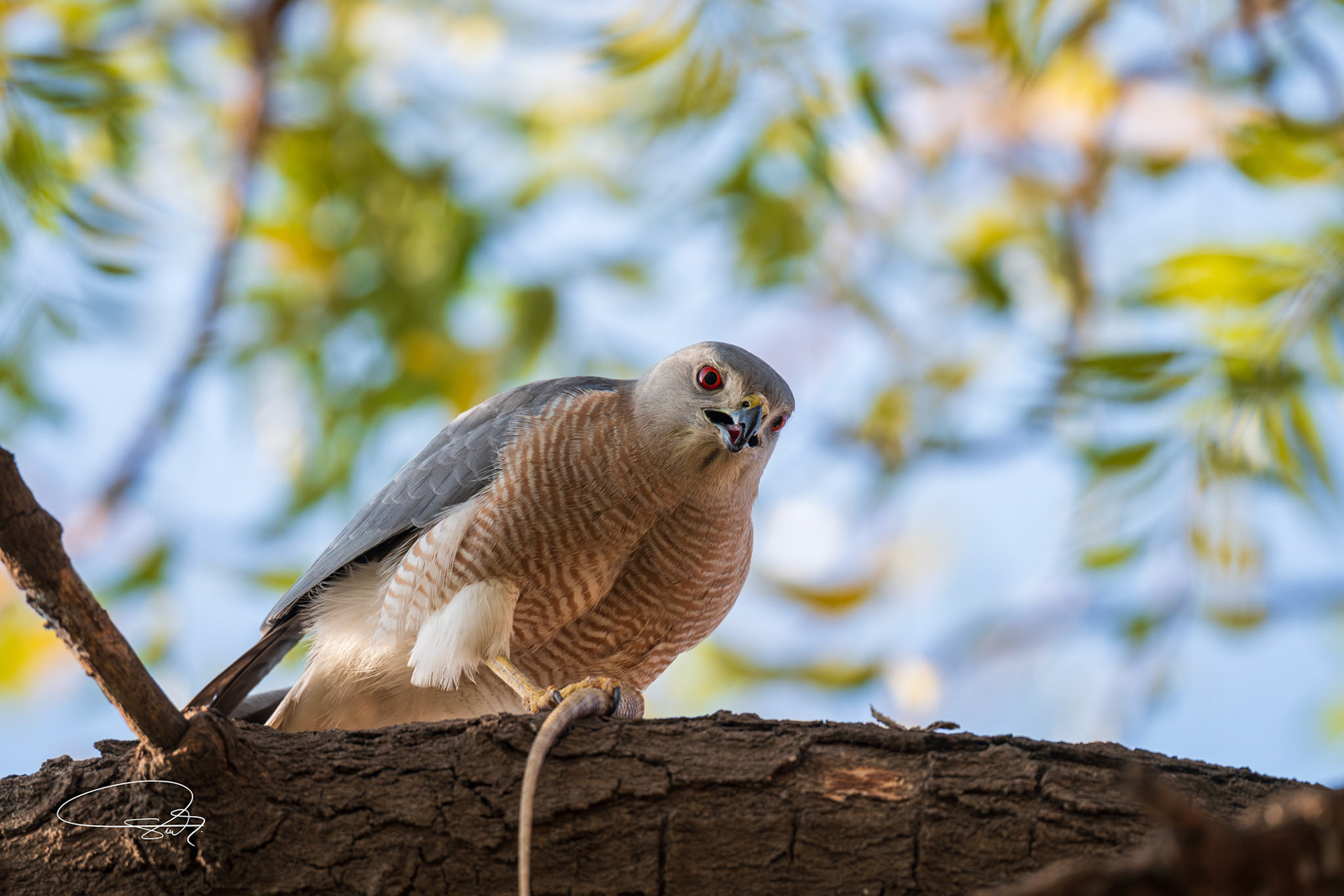 Schikrasperber (Shikra)
