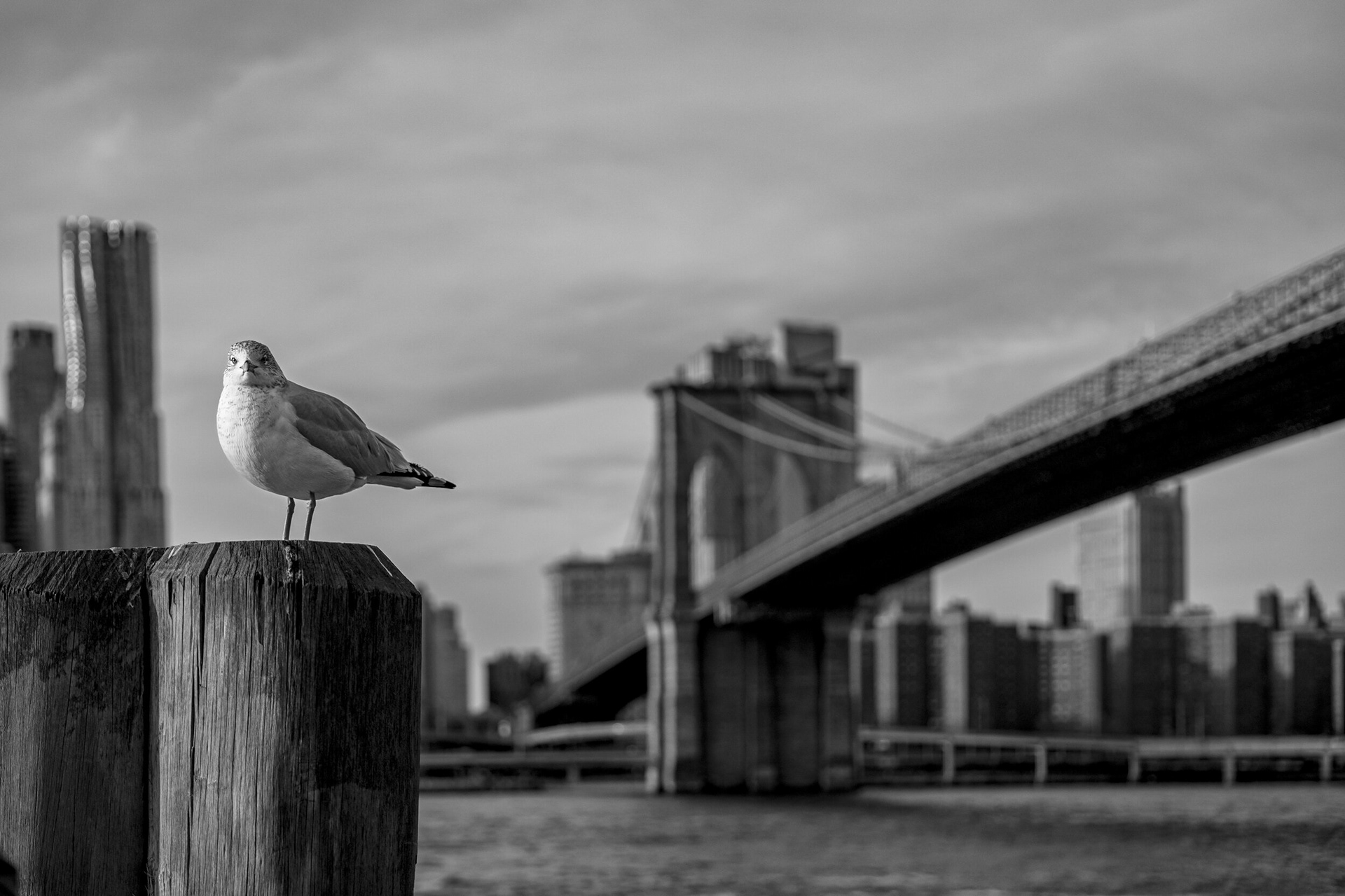 New York | 2019