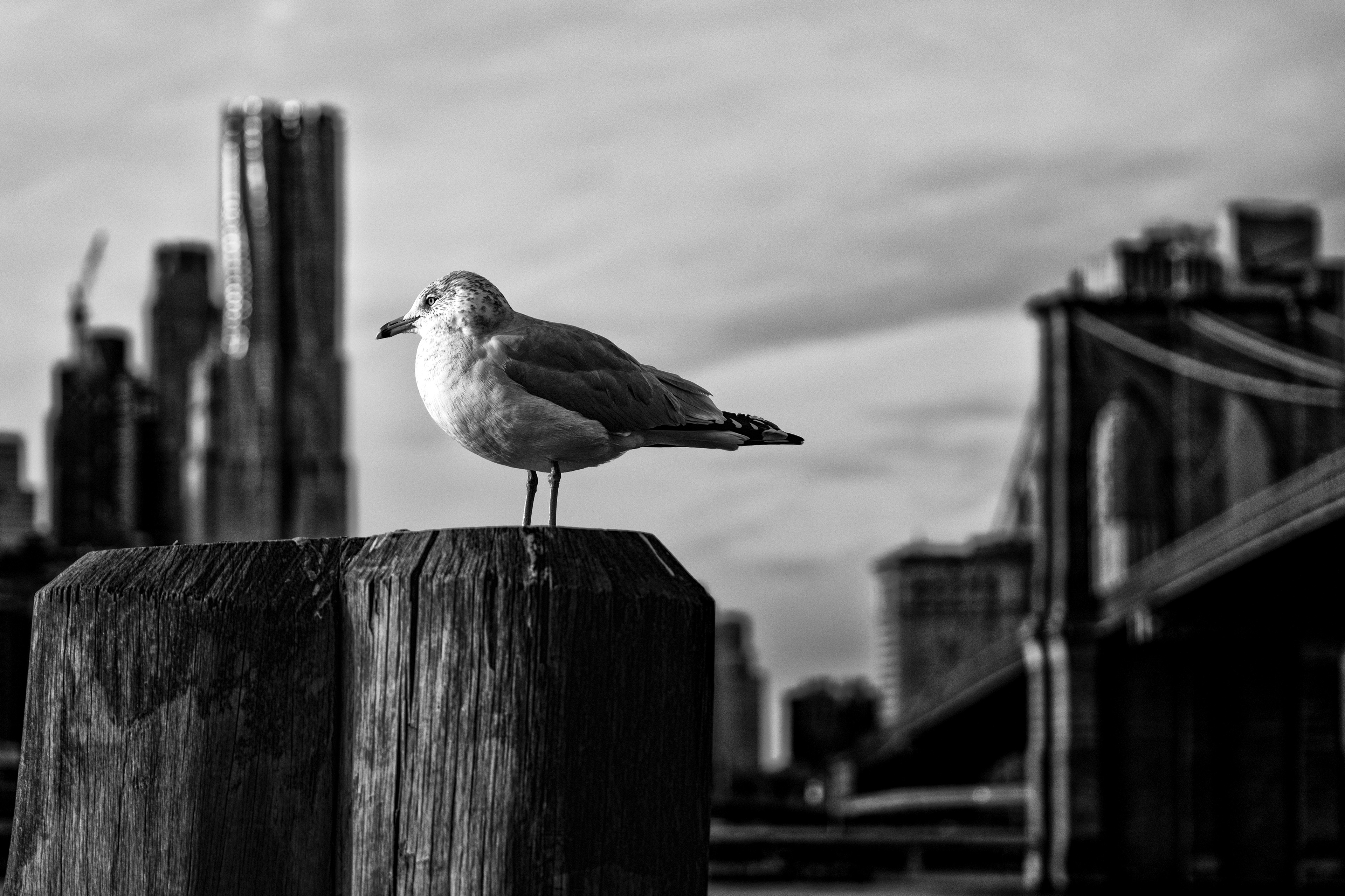 New York | 2019
