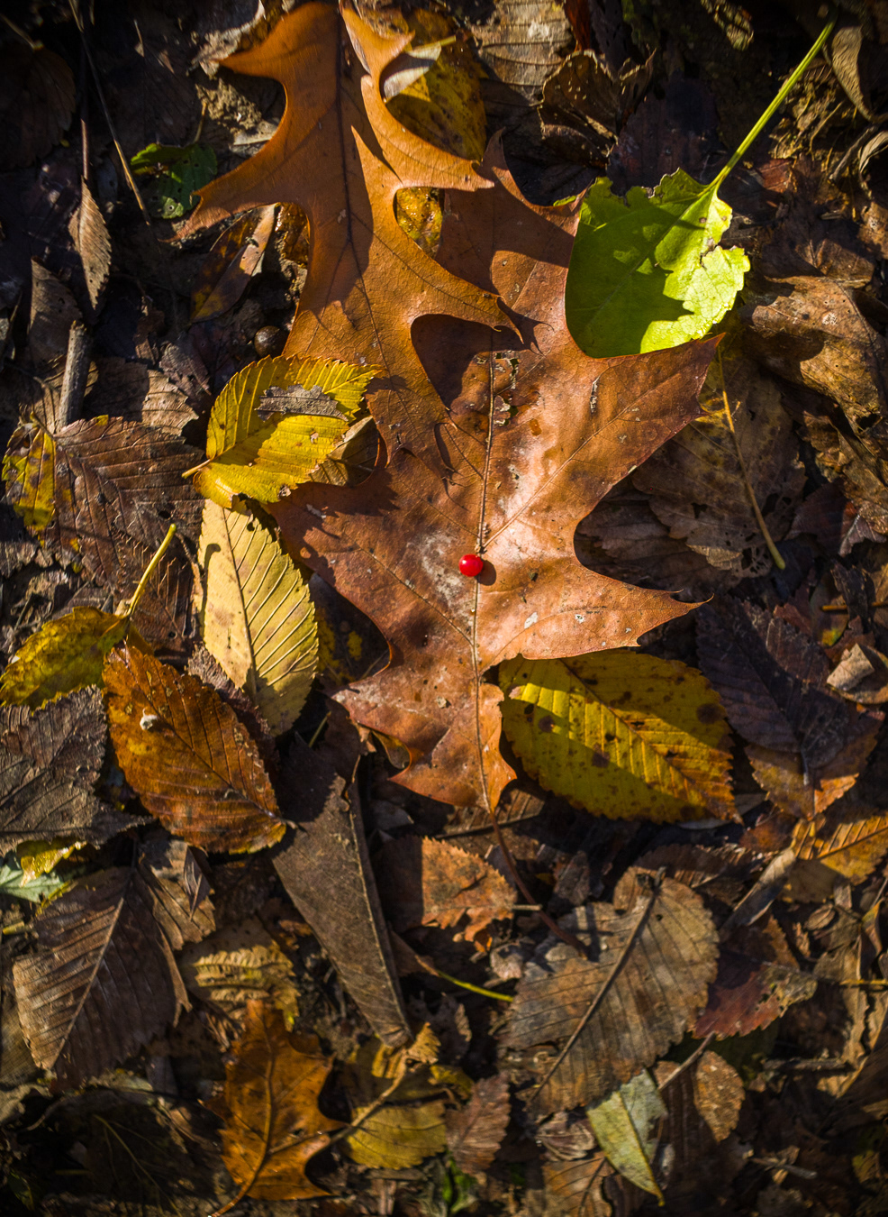 A Red Berry On A Leaf